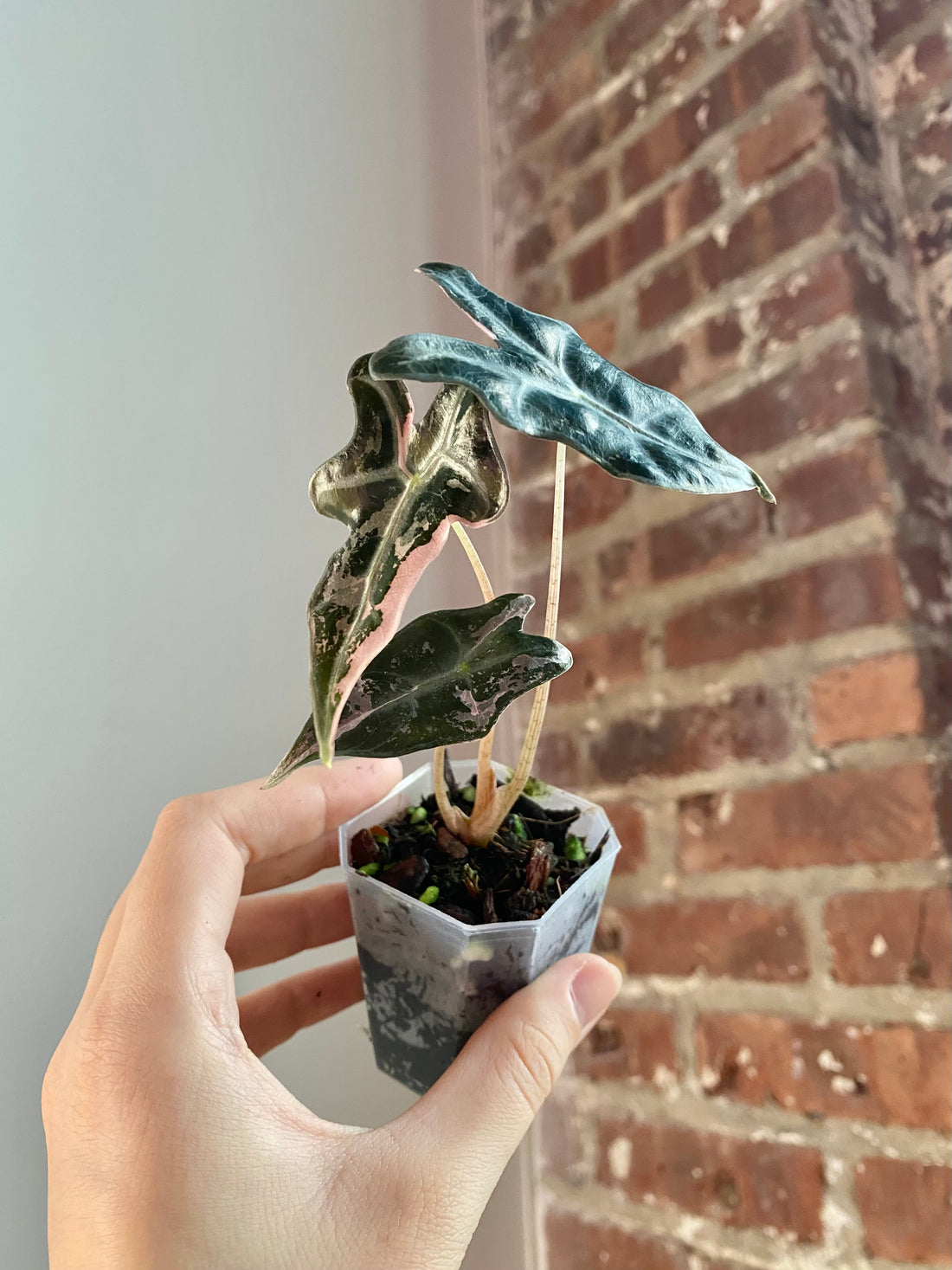 Alocasia Nobilis Pink (Potted) 3159