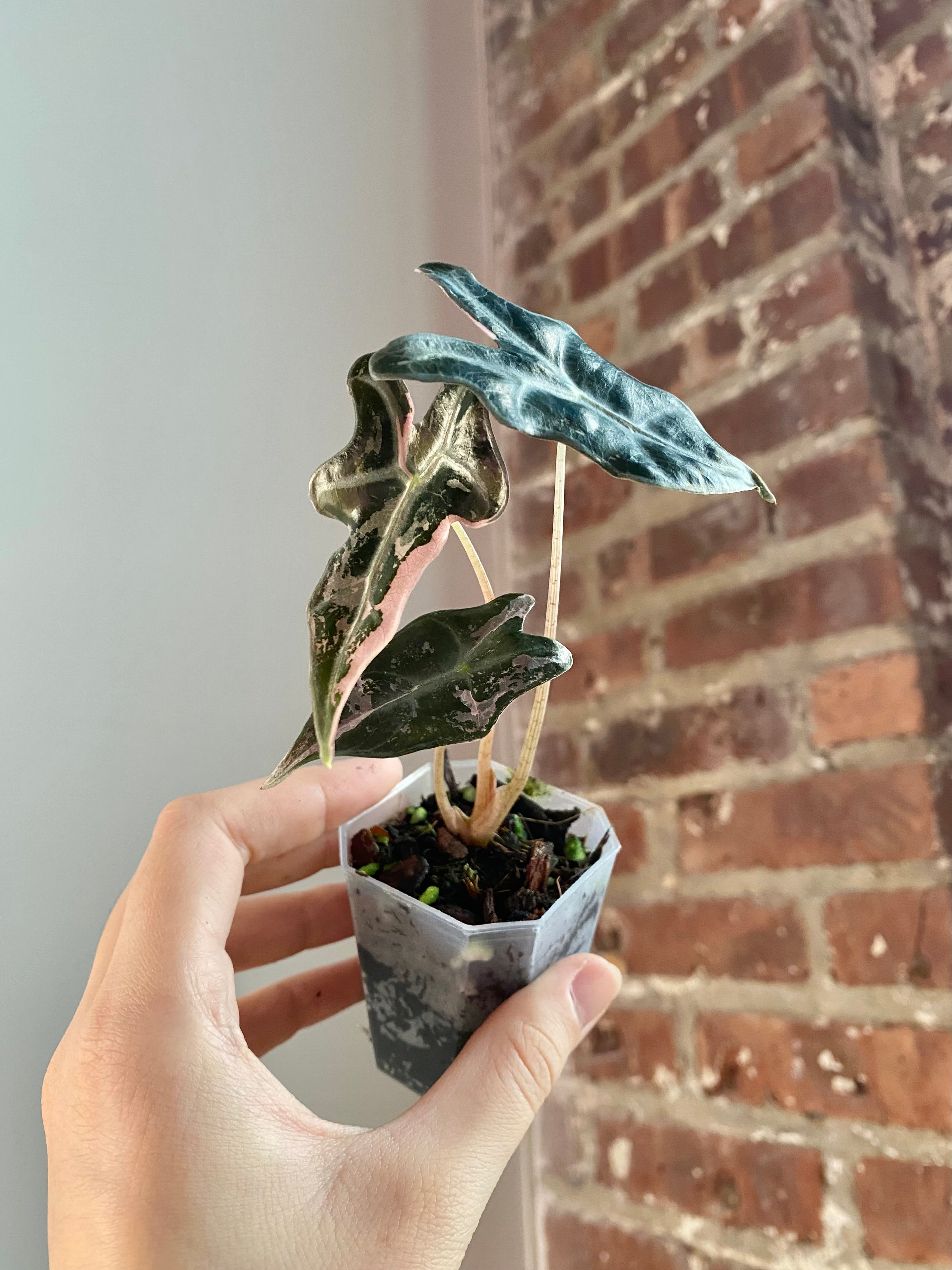 Alocasia Nobilis Pink (Potted) 3159