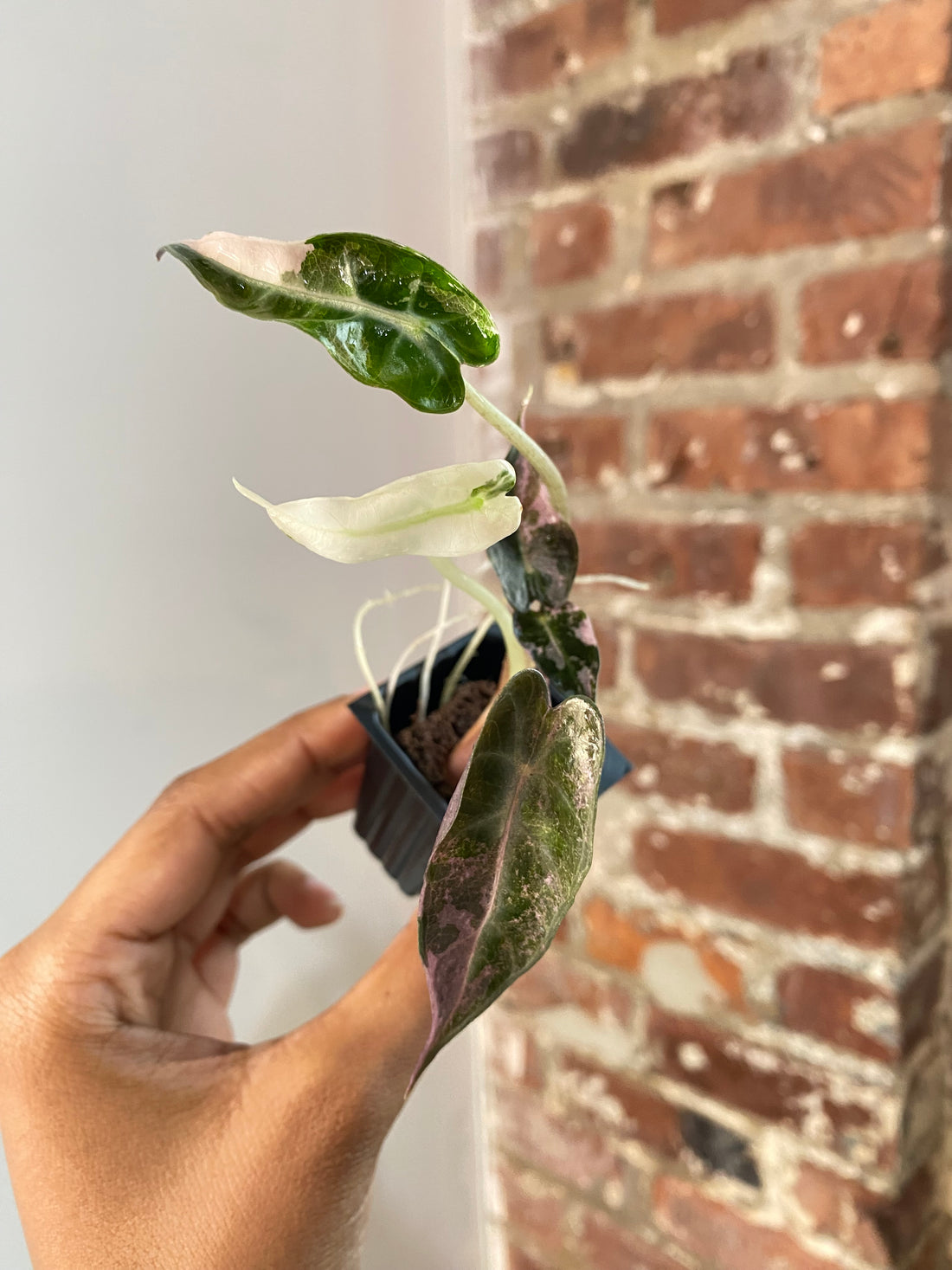 Alocasia Bambino Albo Pink 3689