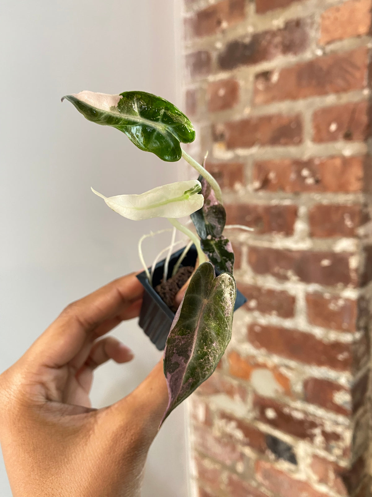 Alocasia Bambino Albo Pink 3689