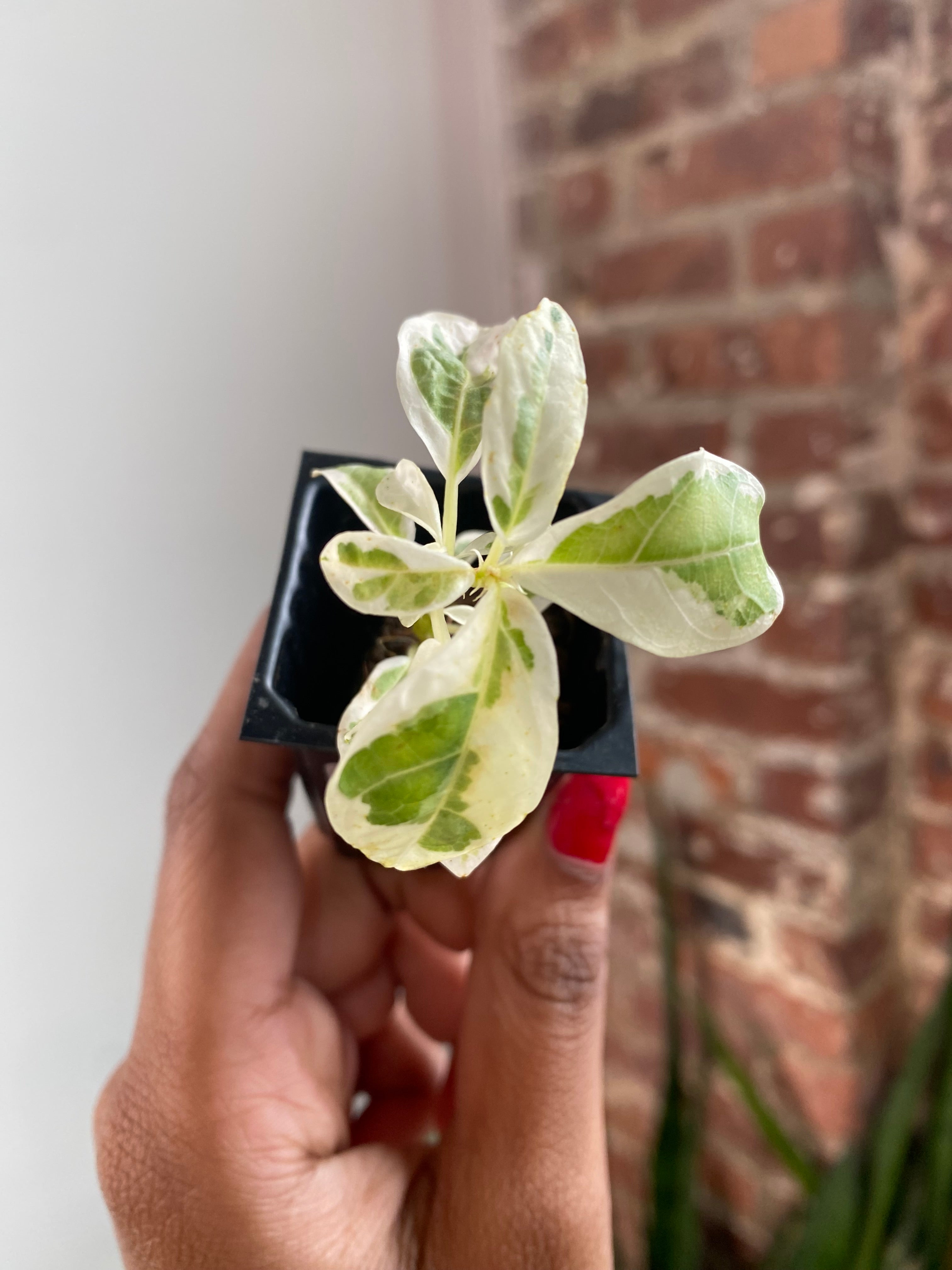 Ficus Lyrata Var. Fiddle Leaf Fig 3454