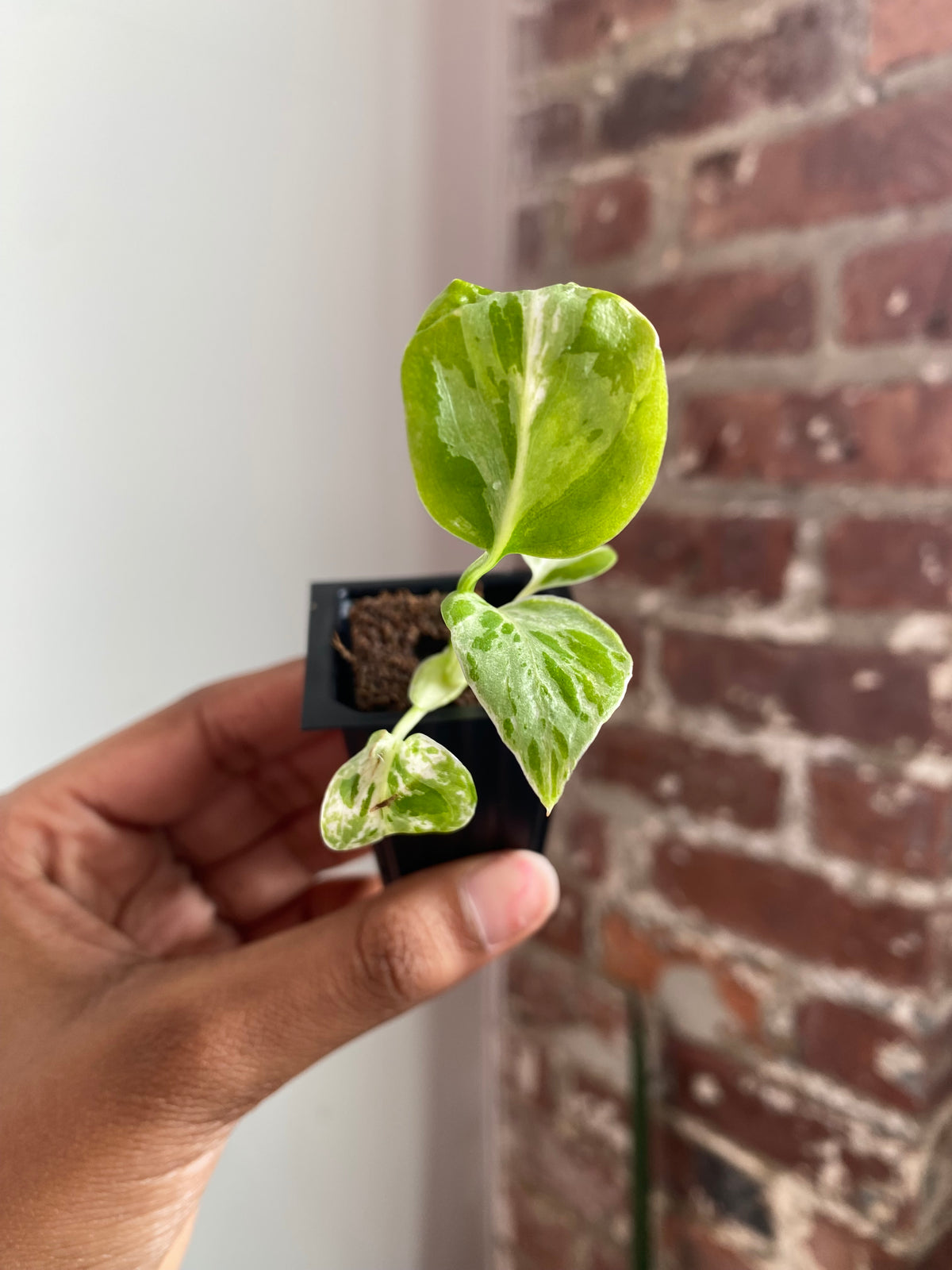 Monstera Bulbasaur 3558