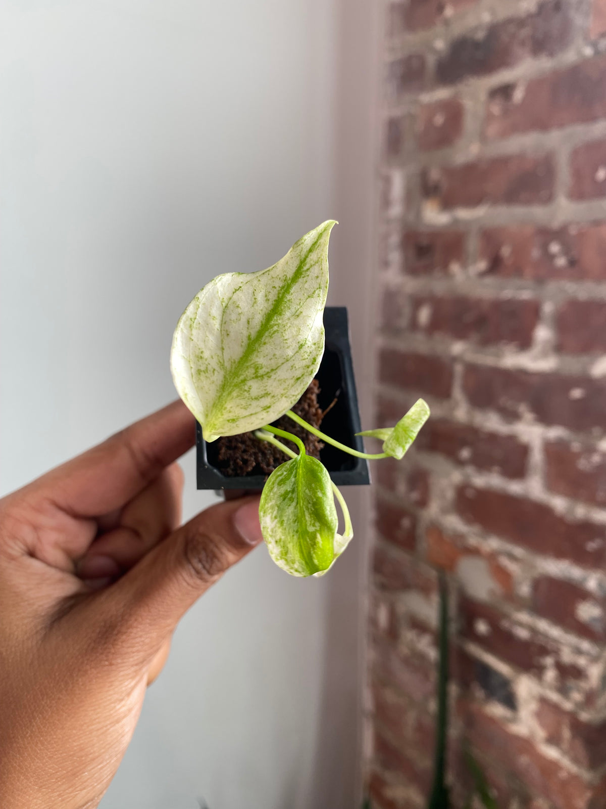 Monstera Mint 3560