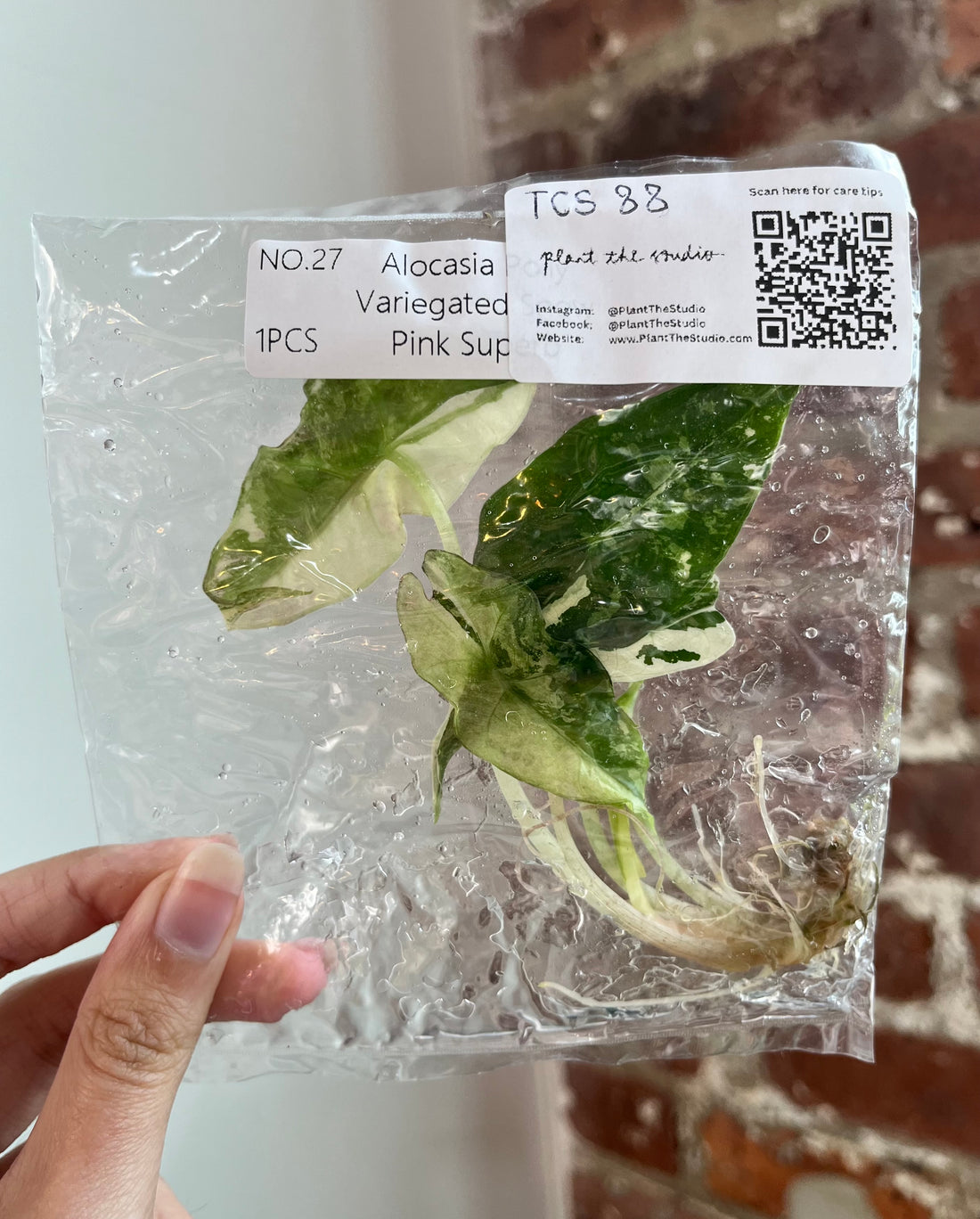 Alocasia Polly Snow Pink TCS 88