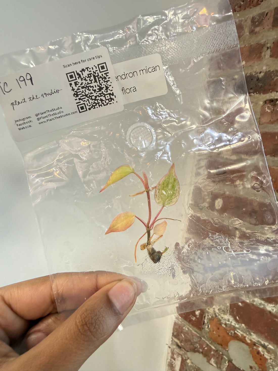 Philodendron Mican Flora TCS 199