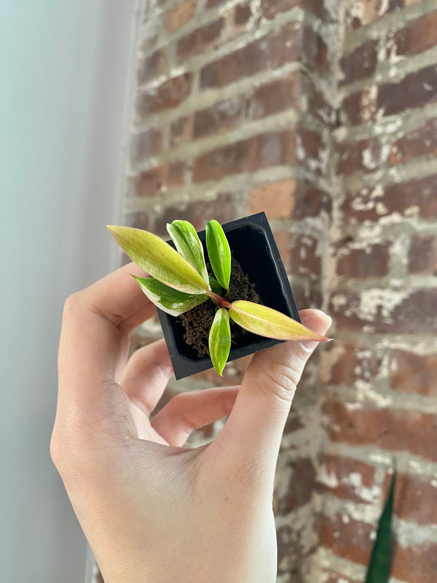 Philodendron Caramel Marble 3041