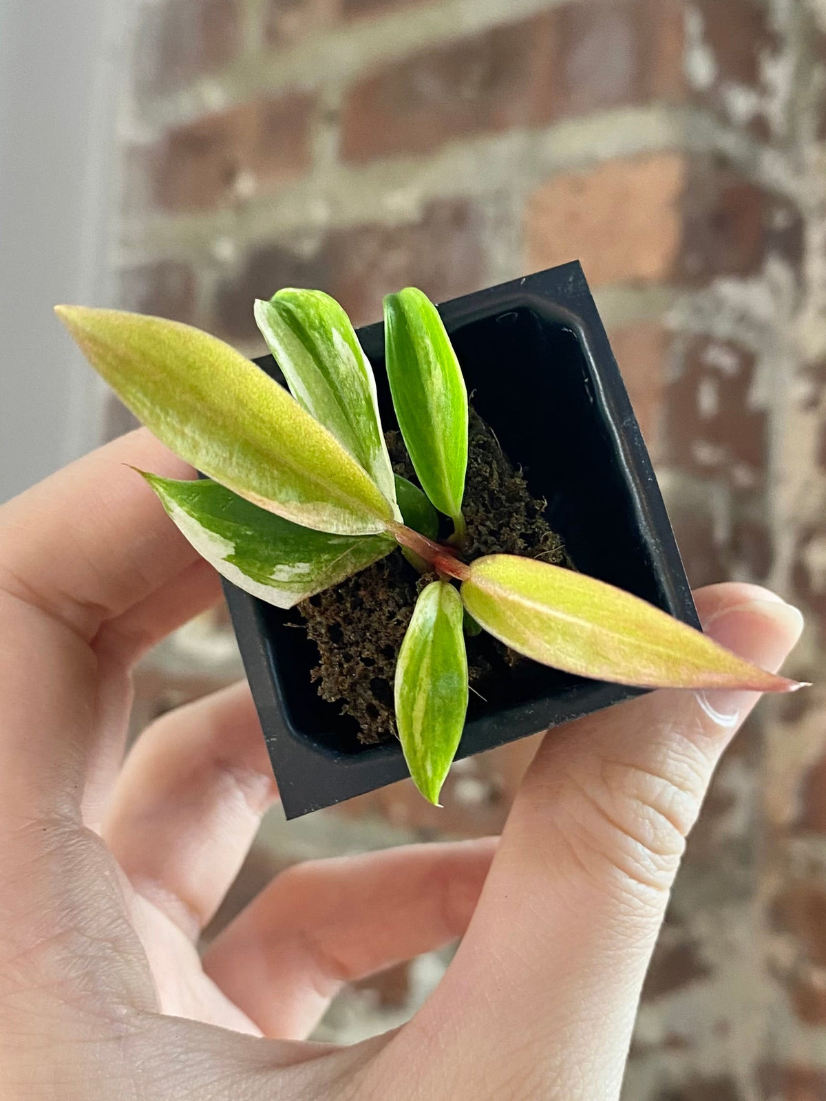 Philodendron Caramel Marble 3041