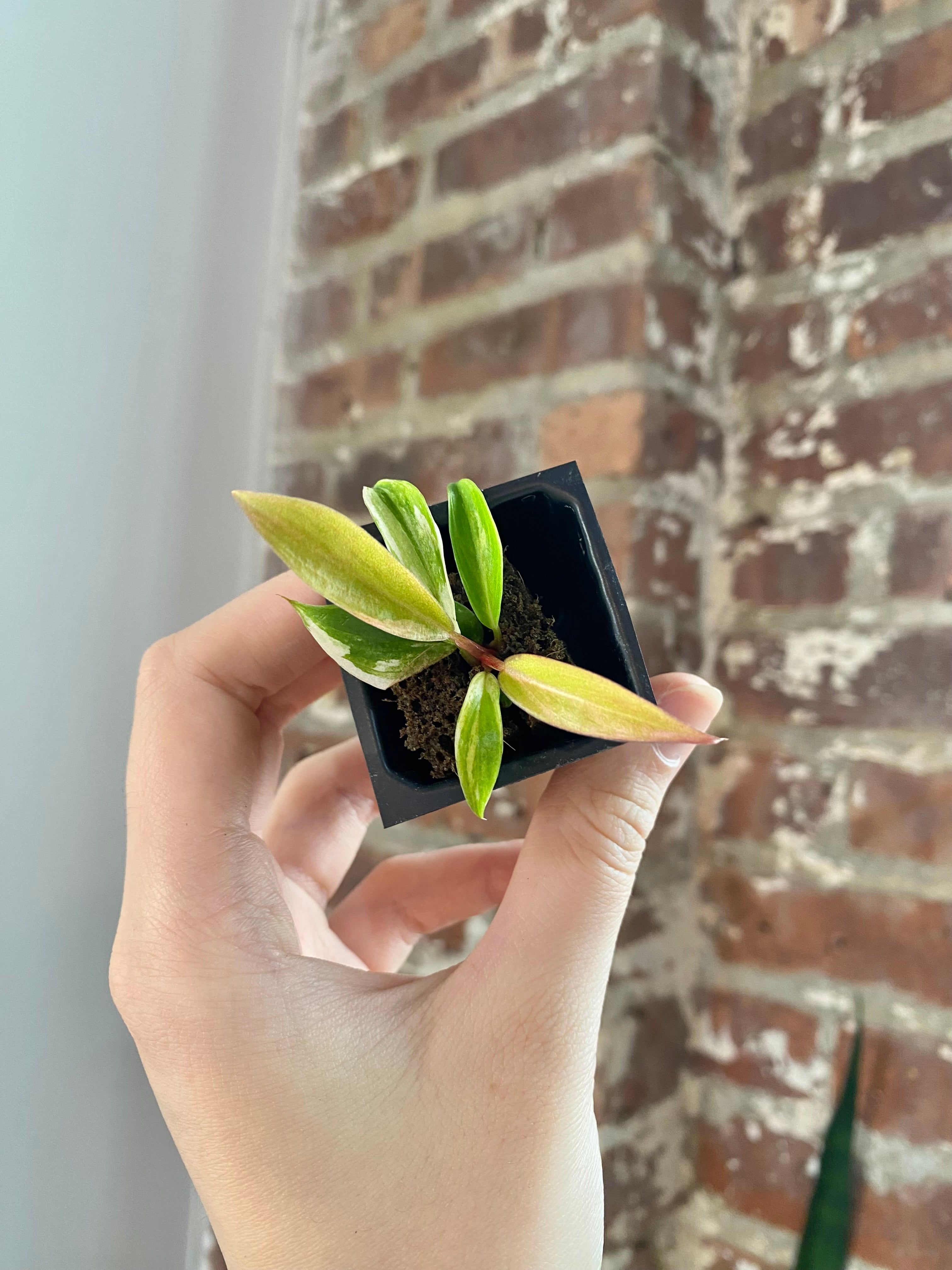 Philodendron Caramel Marble 3041