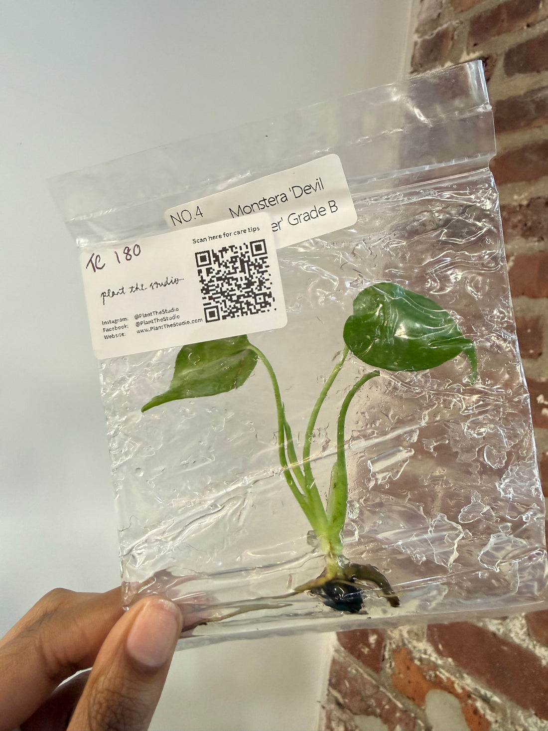 Monstera Devil Monster Grade B TCS 180