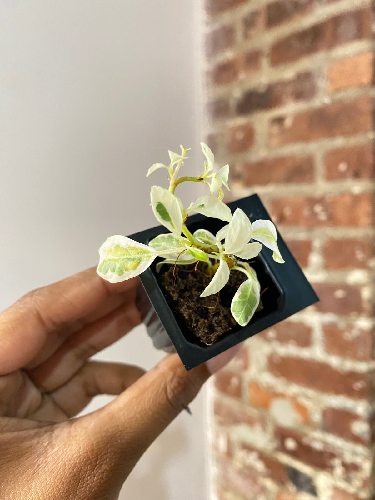 Ficus Lyrata Var. Fiddle Leaf Fig 3648