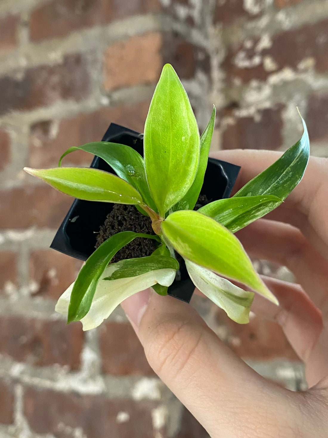 Philodendron Florida Beauty x Tortum 3021