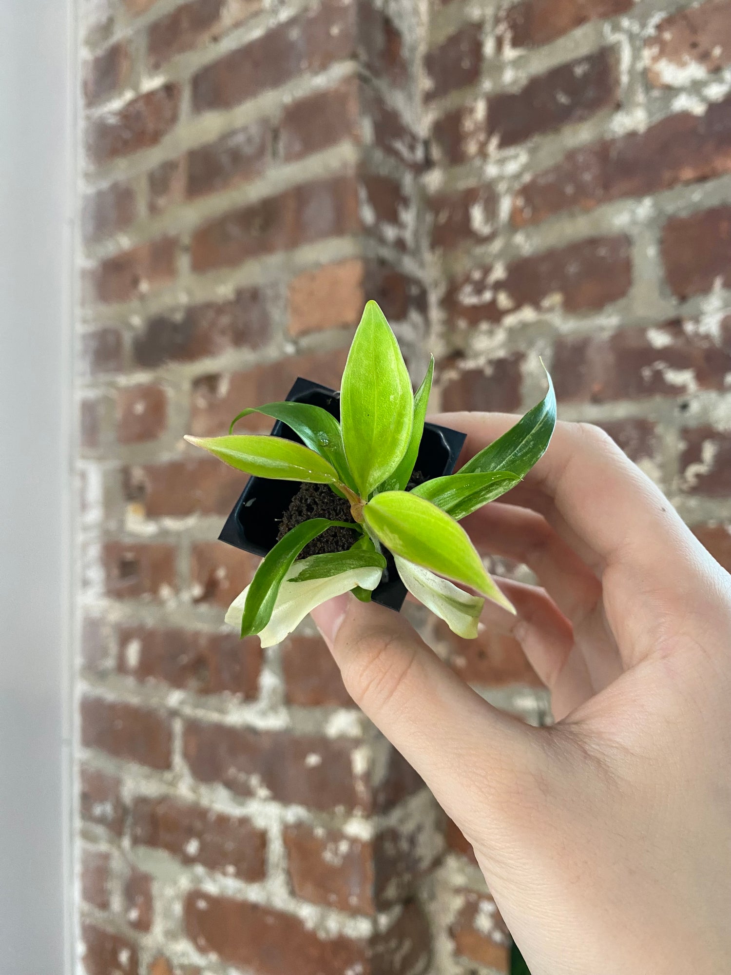 Philodendron Florida Beauty x Tortum 3021