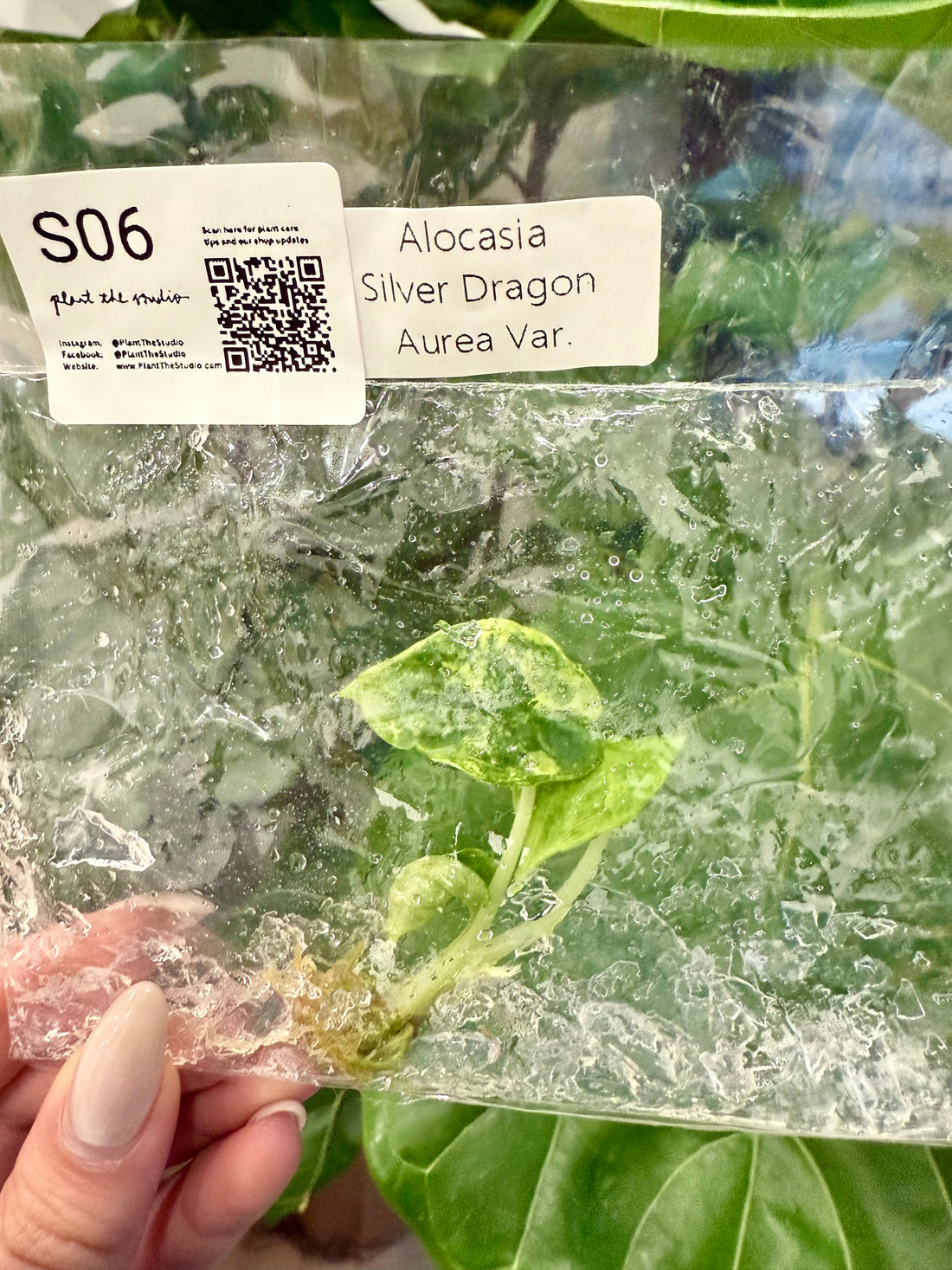 Alocasia Silver Dragon Aurea TCS06