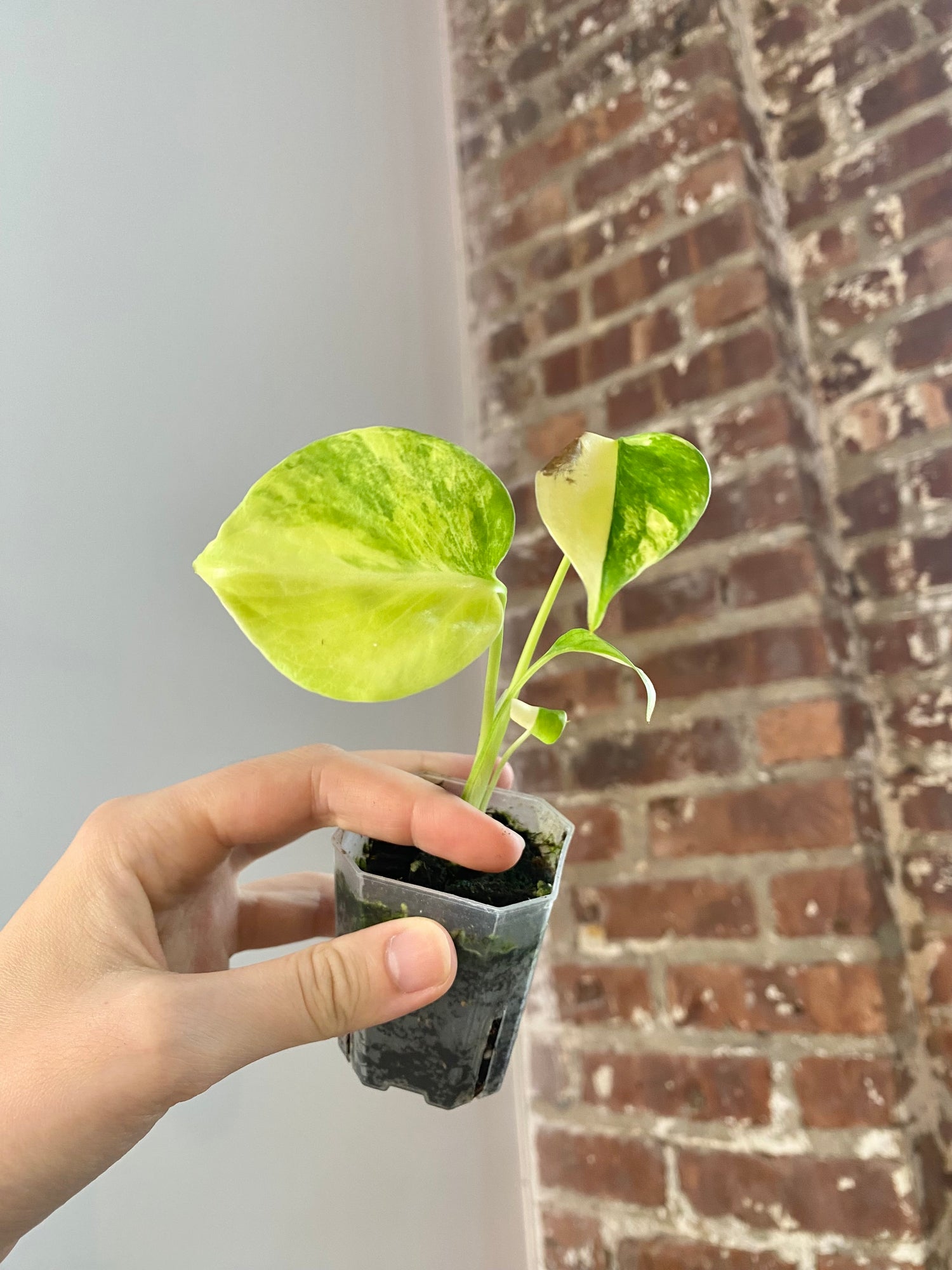 Monstera Aurea (Potted) 3150