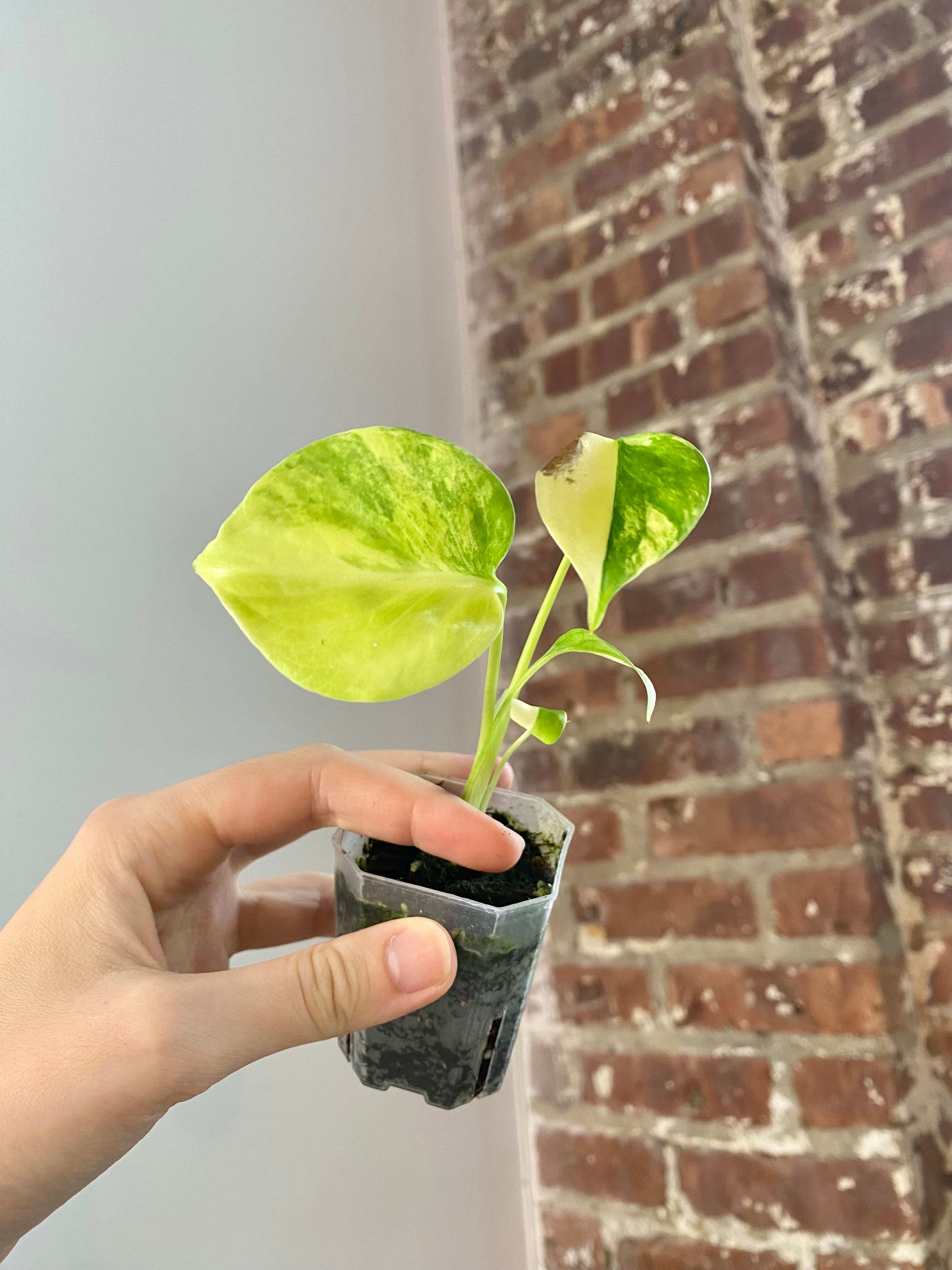 Monstera Aurea (Potted) 3150