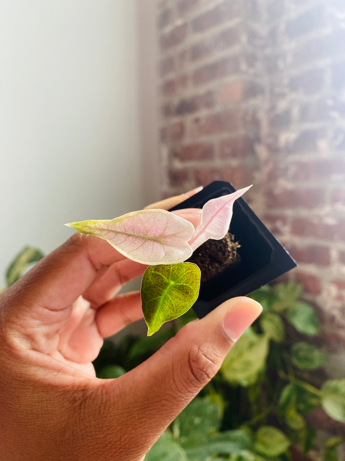 Alocasia Polly Pink Mint 
