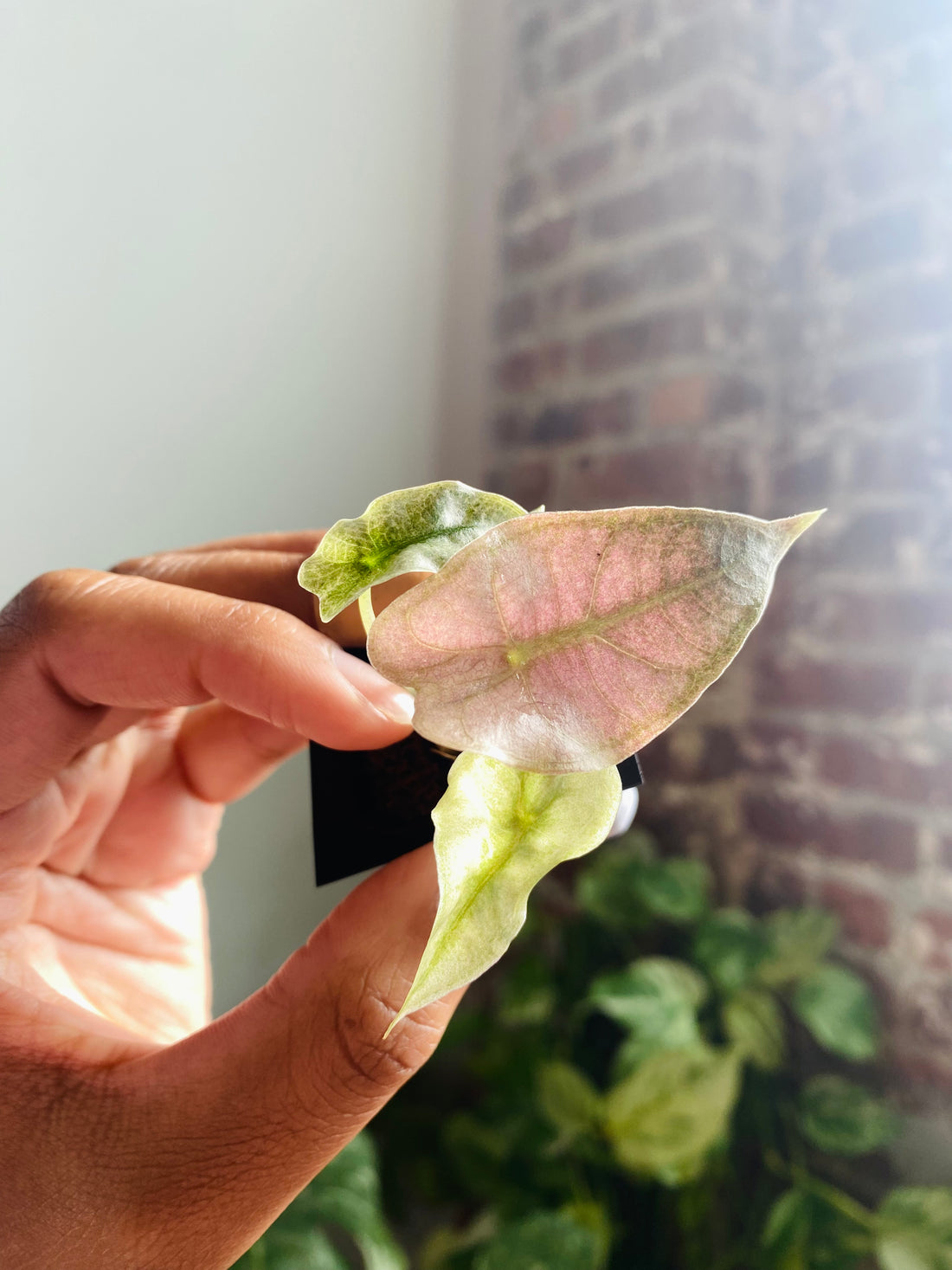 Alocasia Polly Pink Mint 