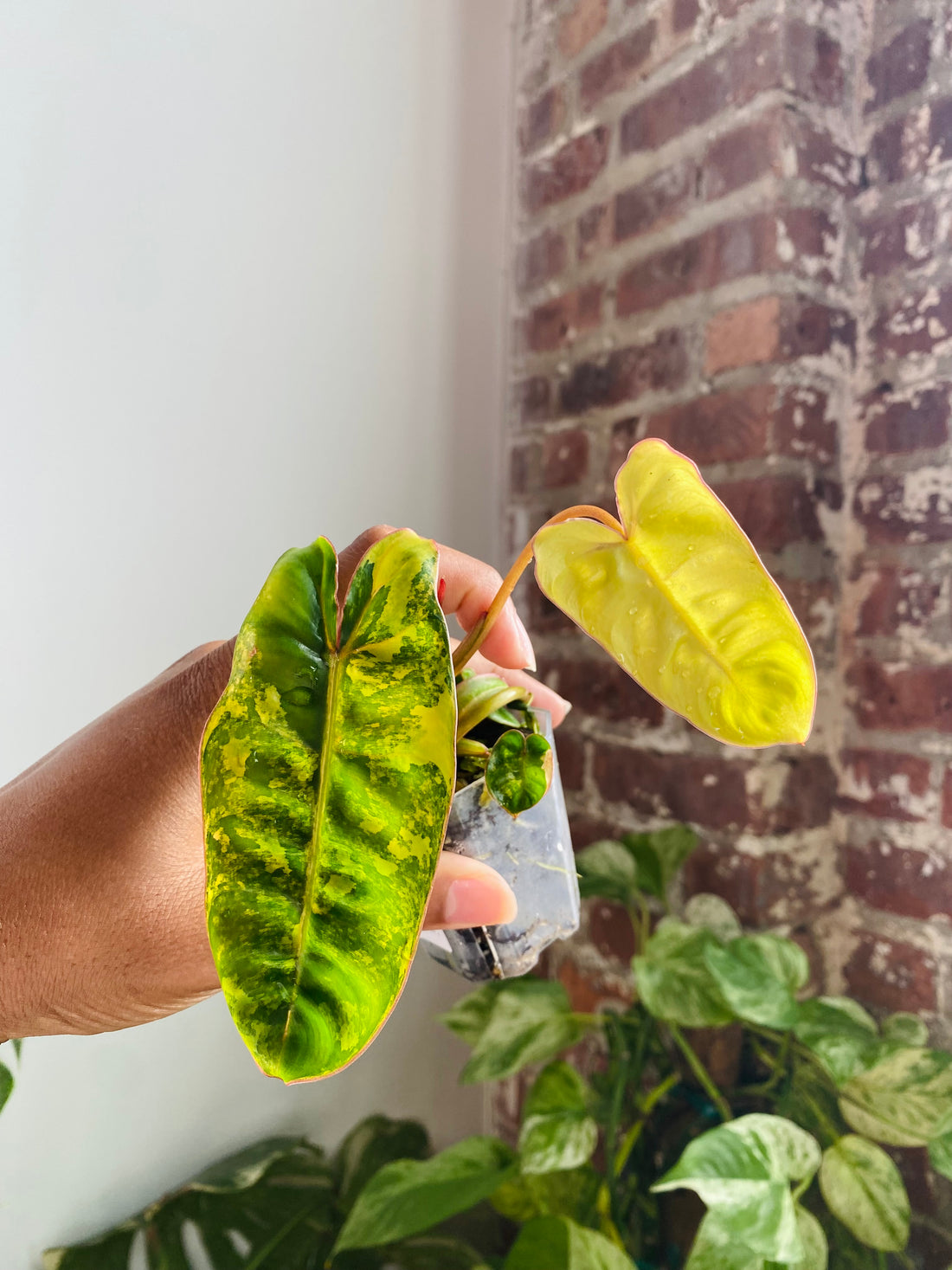 Philodendron Billietiae Var. 