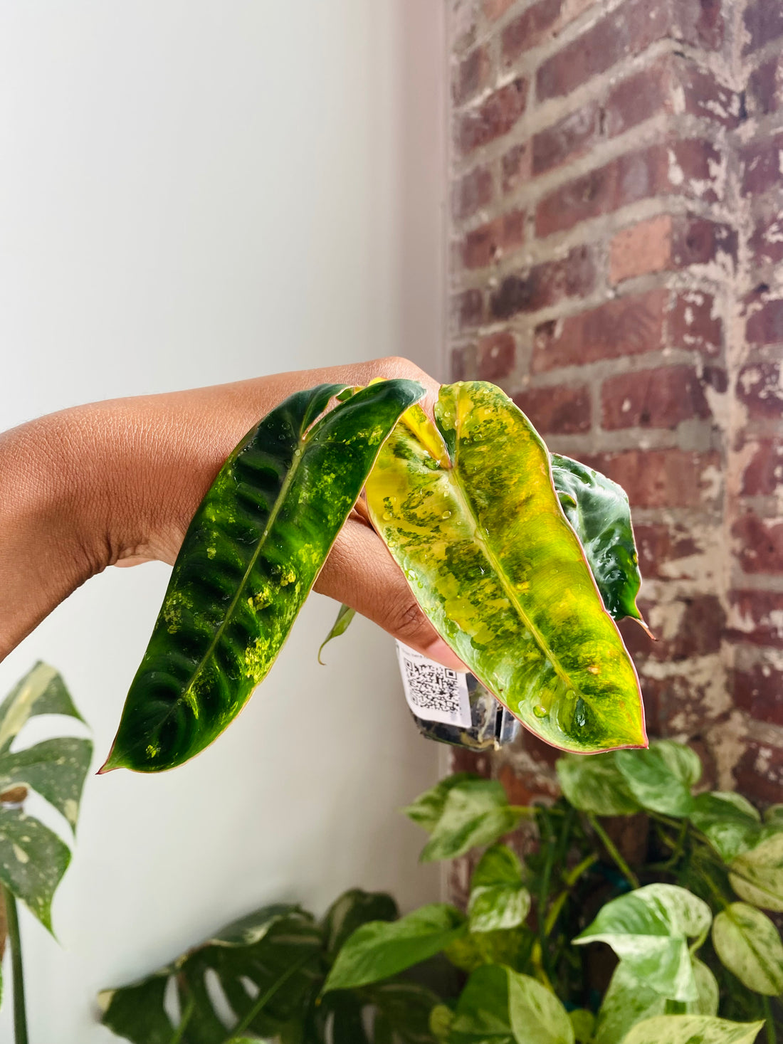 Philodendron Billietiae Var. 