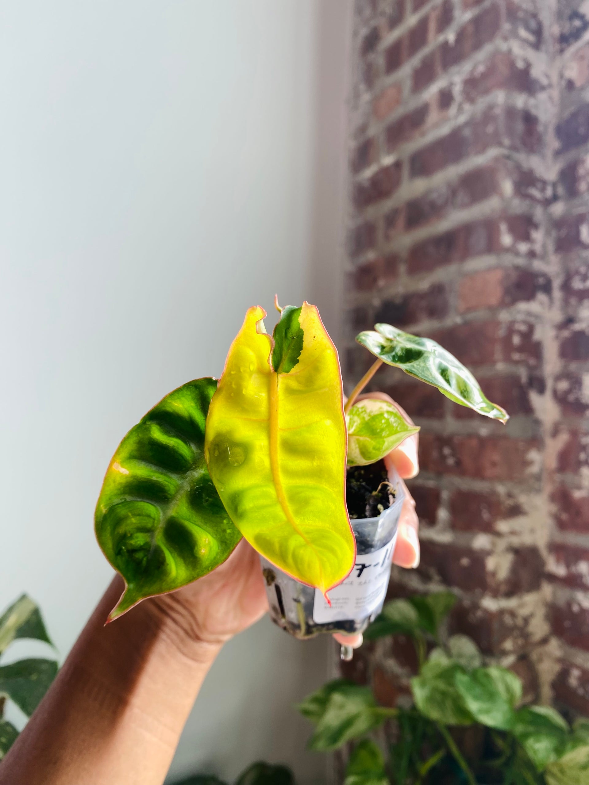 philodendron billietiae juvenile Philodendron Billietiae Var. #817-11 – PlantTheStudio