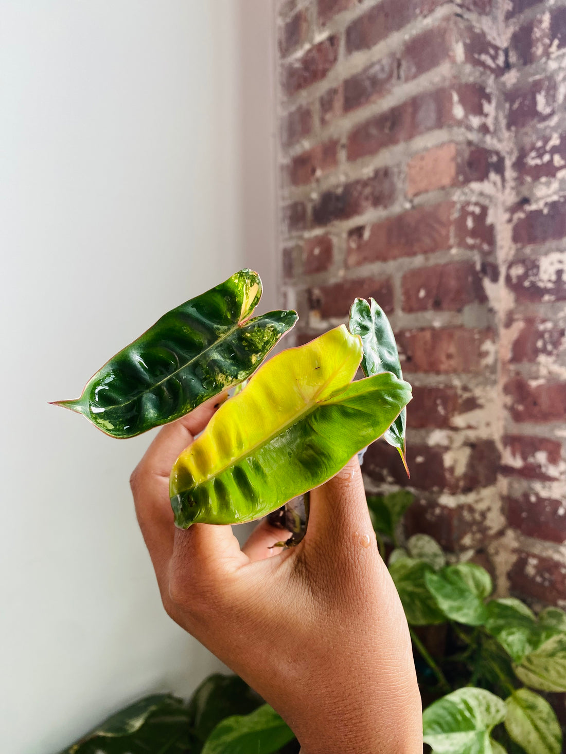 Philodendron Billietiae Var. 