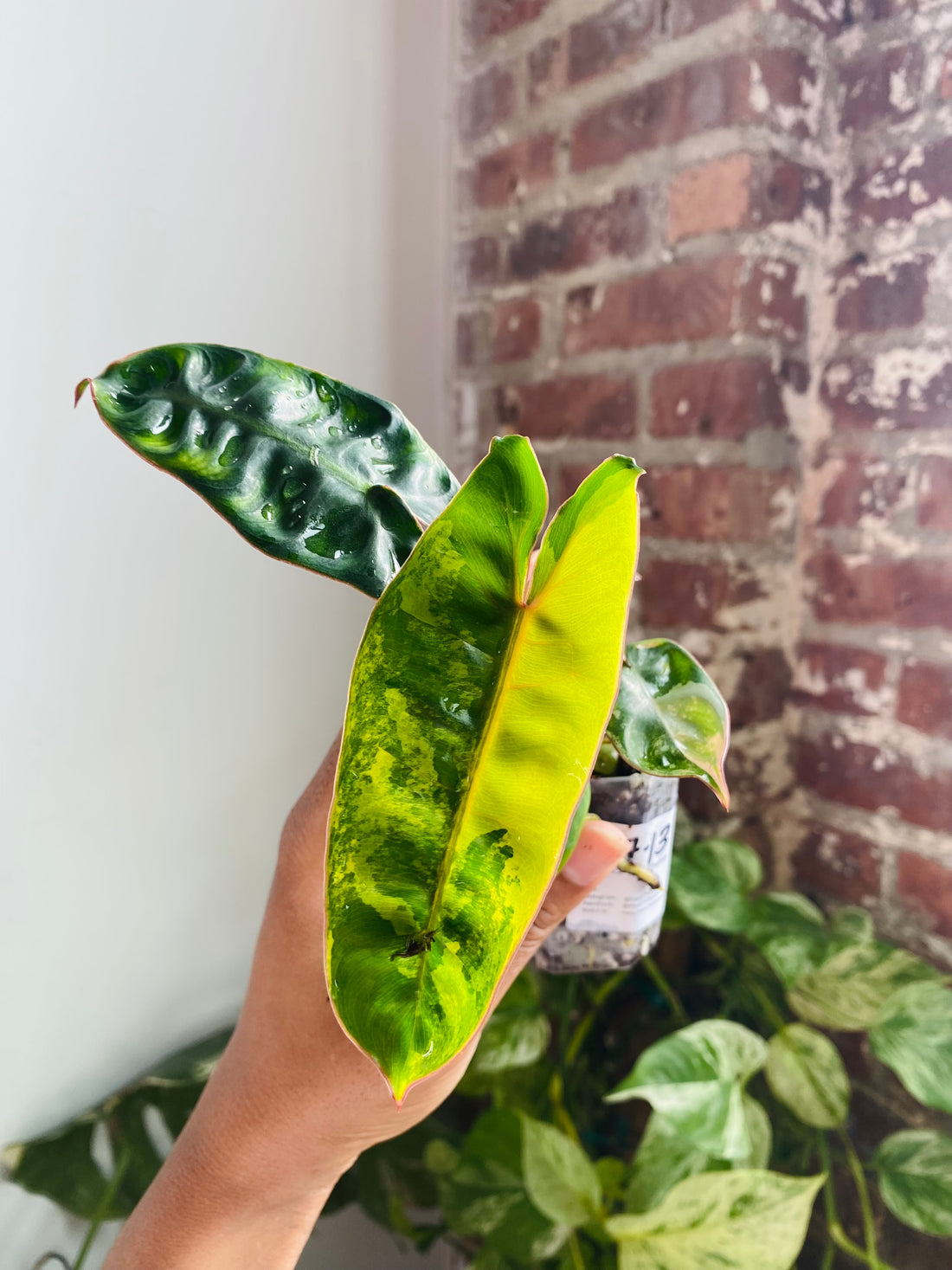Philodendron Billietiae Var. 