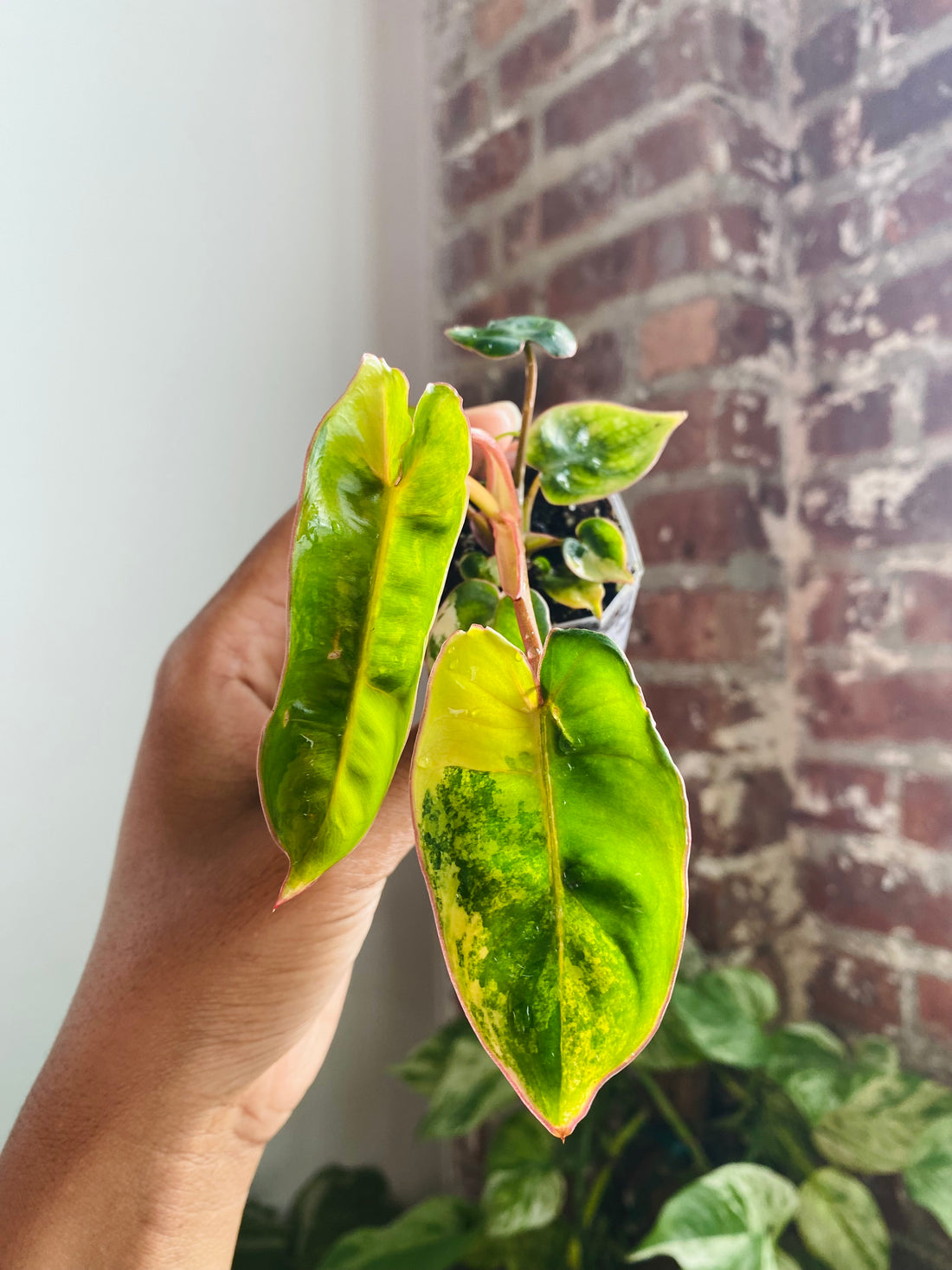 Philodendron Billietiae Var. 