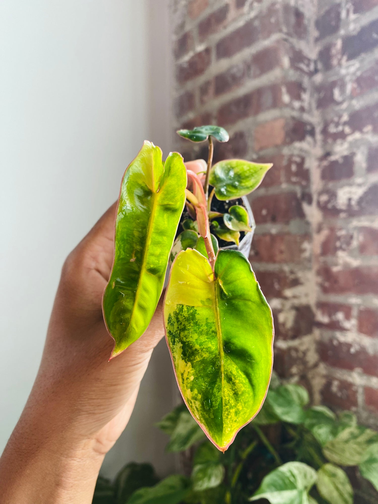 Philodendron Billietiae Var. 