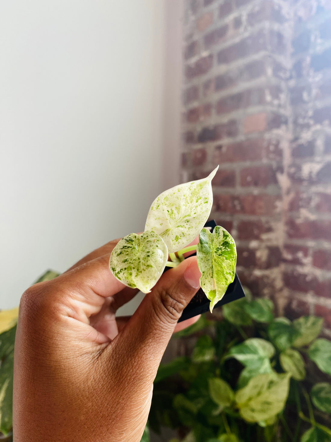 Alocasia Dragonscale Mint 817-16