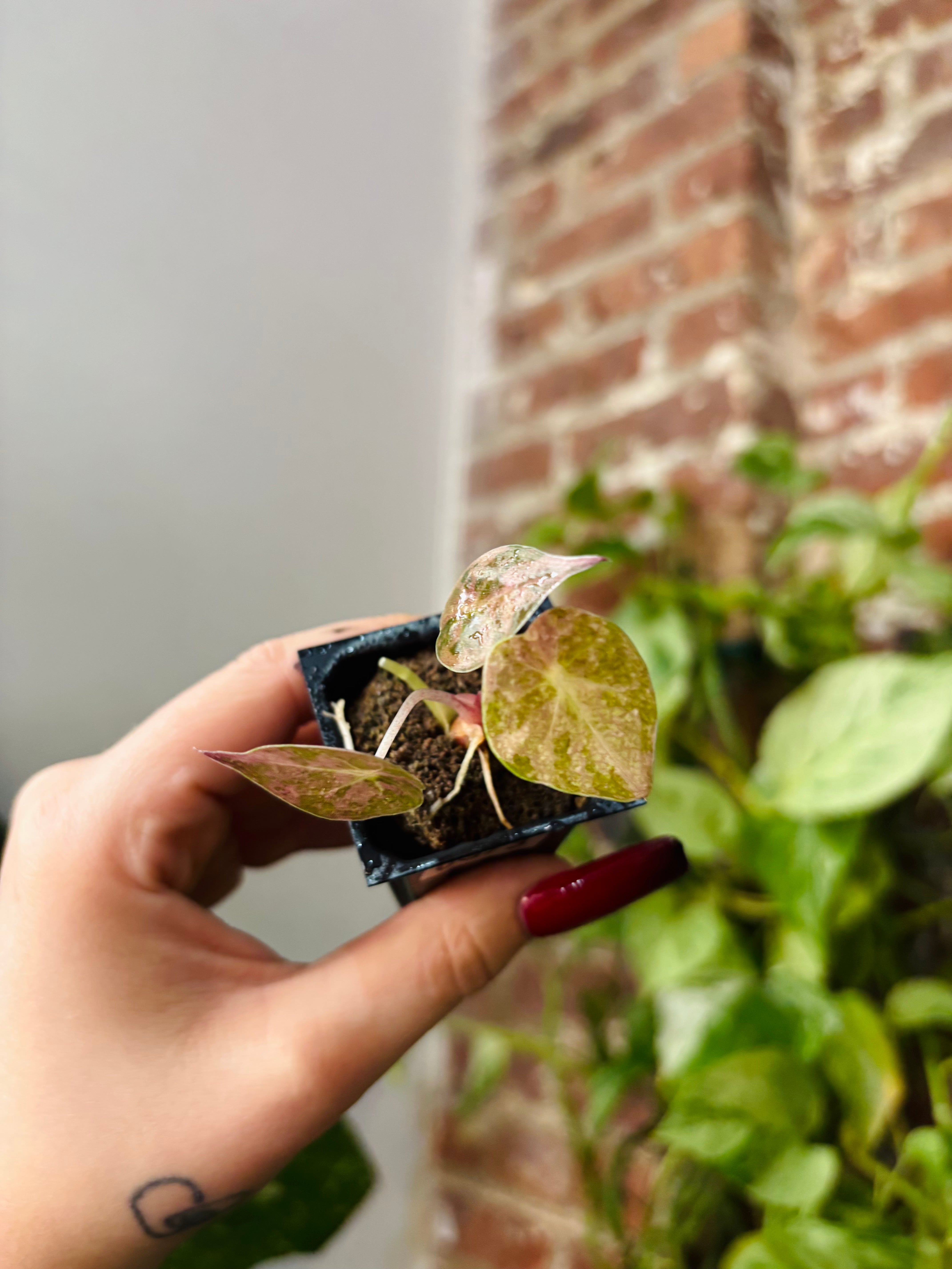 Products – Page 4 – PlantTheStudio