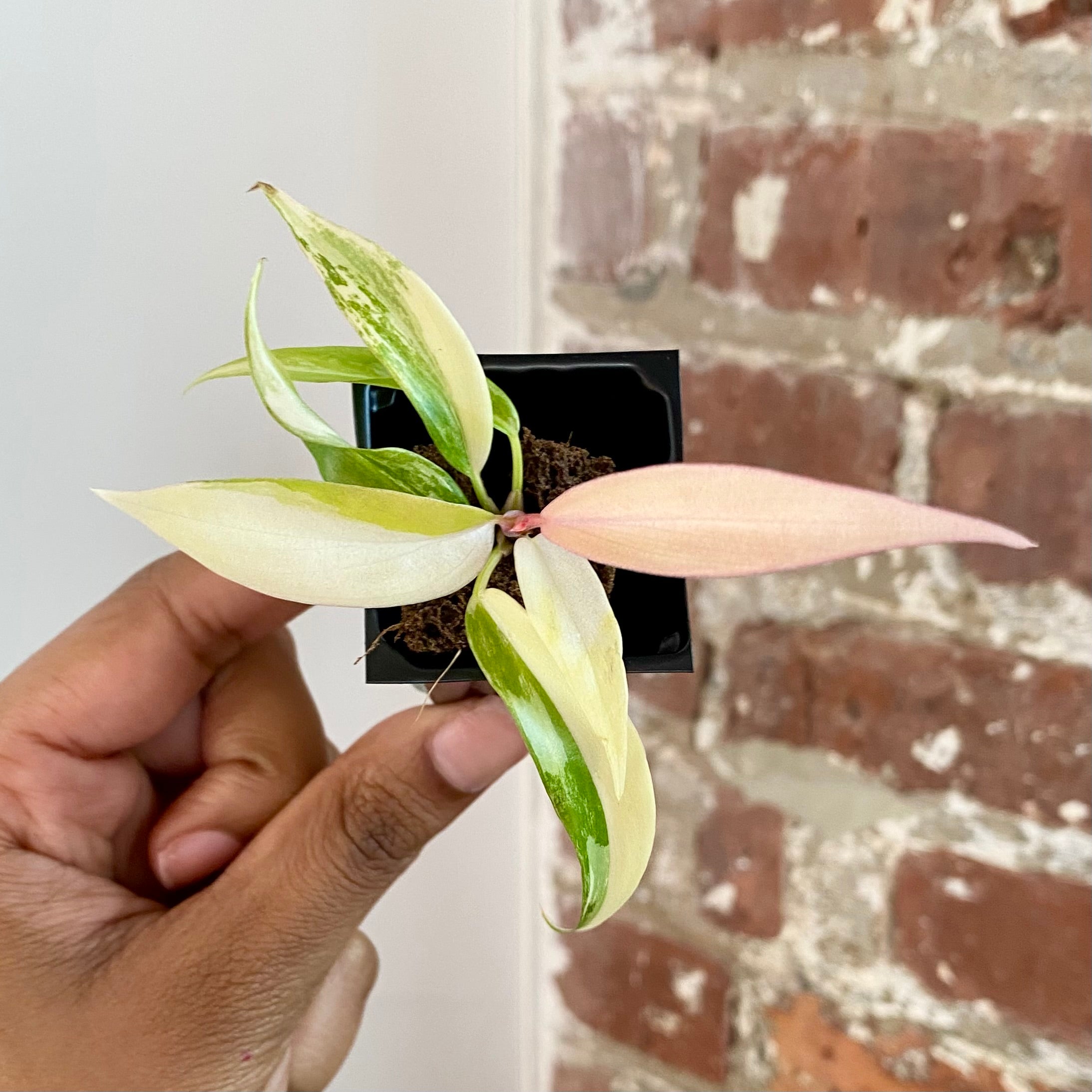 Philodendron Florida Beauty x Tortum 4311