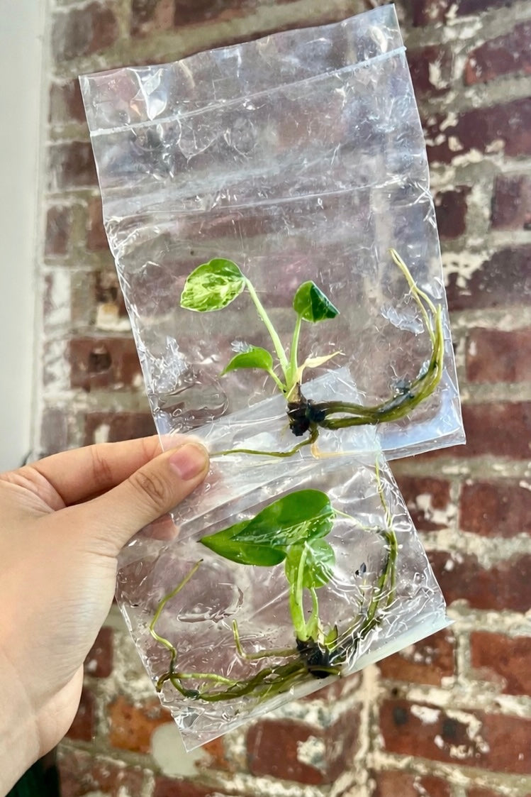 Monstera Bulbasaur  (Grower’s Choice TCS)