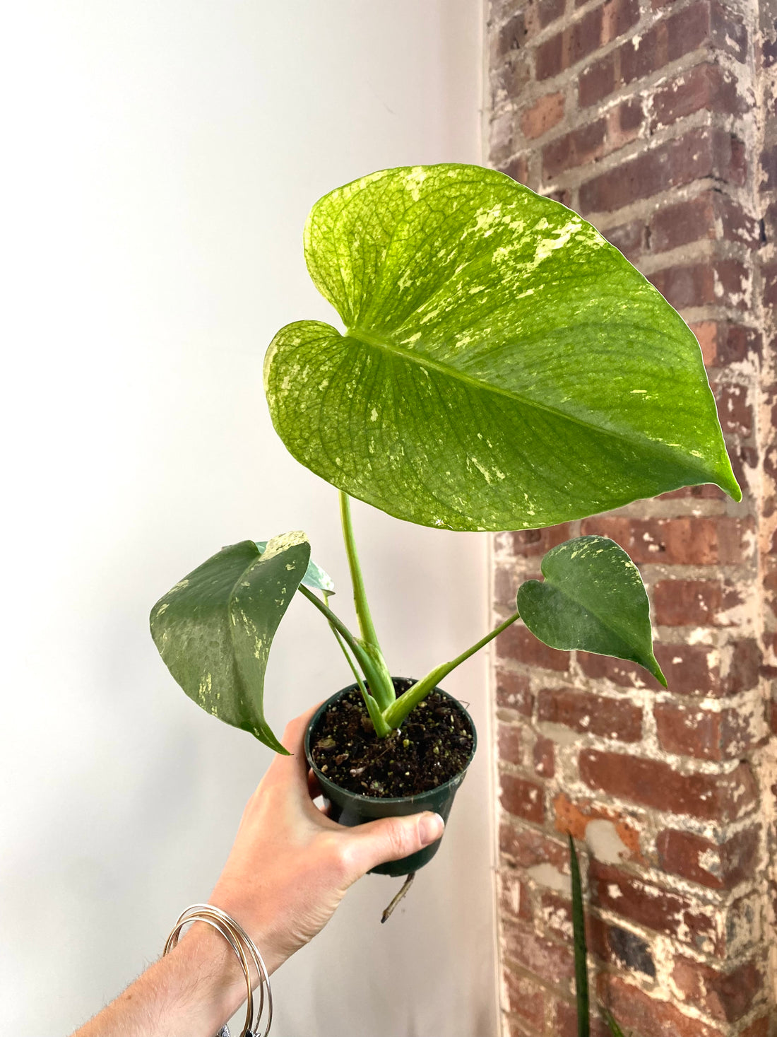 Monstera Mint Grounding White 4” Pot (Grower’s Choice)