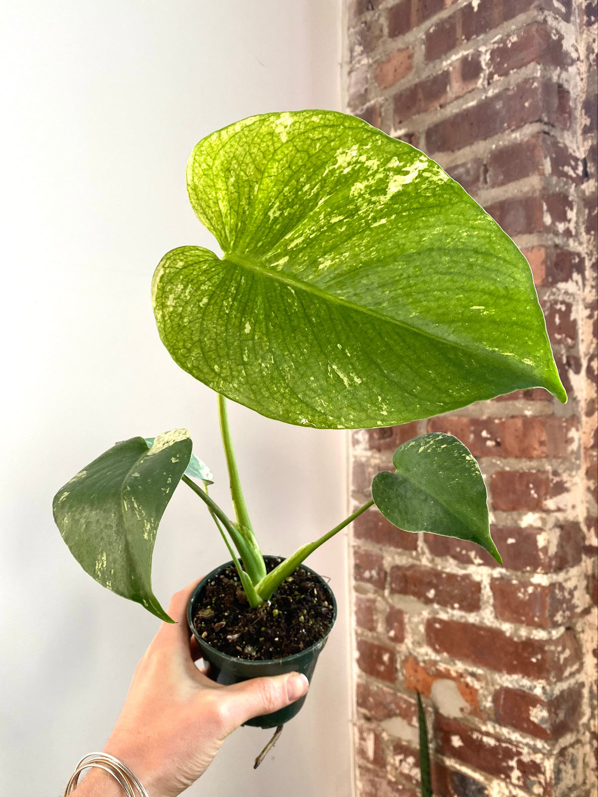 Monstera White Monster 4” Pot (Grower’s Choice)
