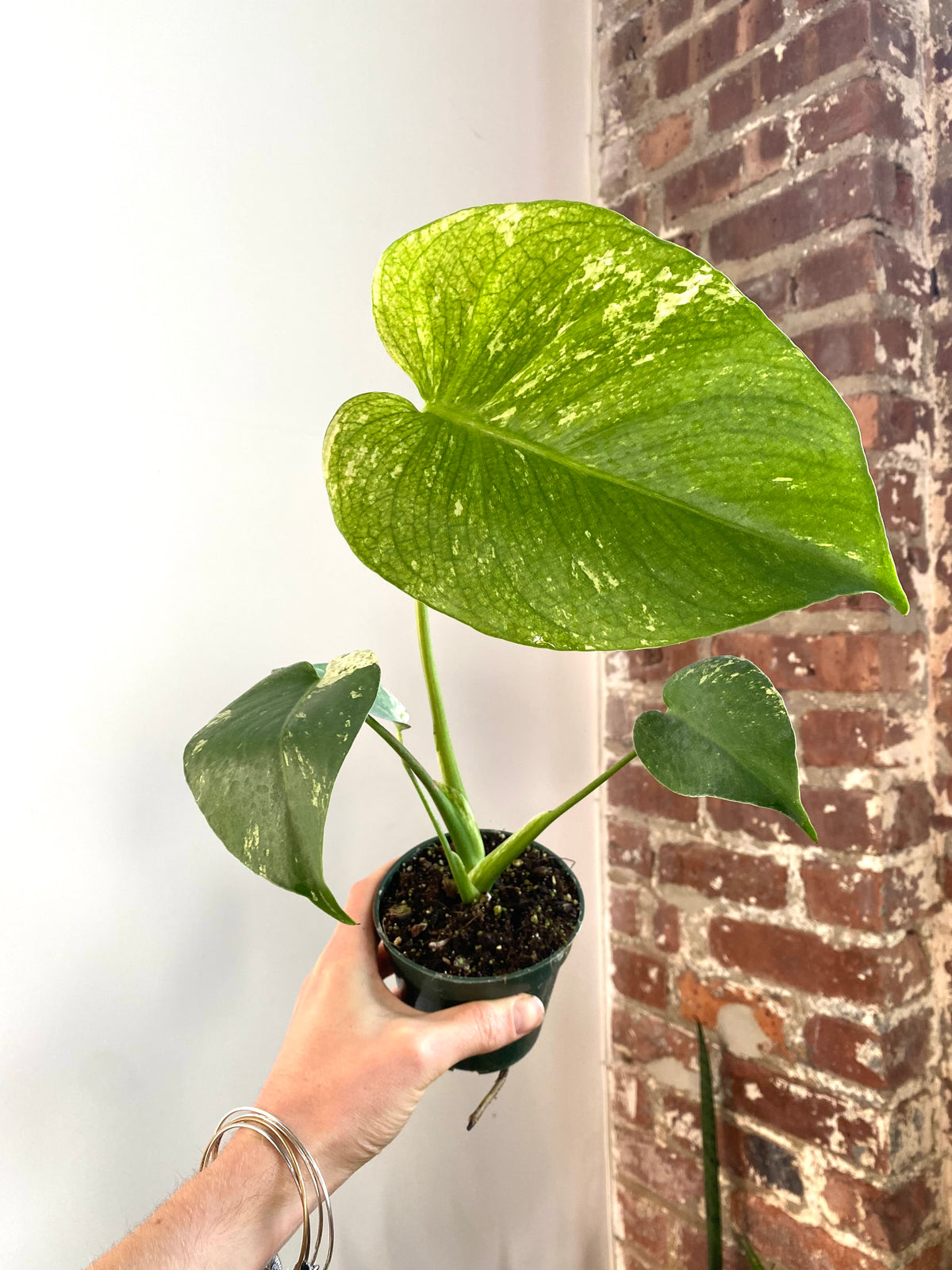 Monstera Mint Grounding White 4” Pot (Grower’s Choice)