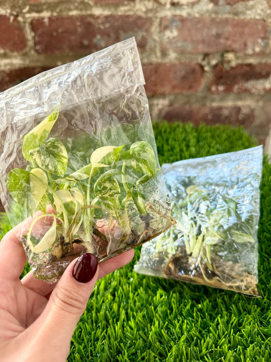 Monstera Thai Constellation Tissue Culture 5 Plantlets (Grower’s Choice) + Care Instructions