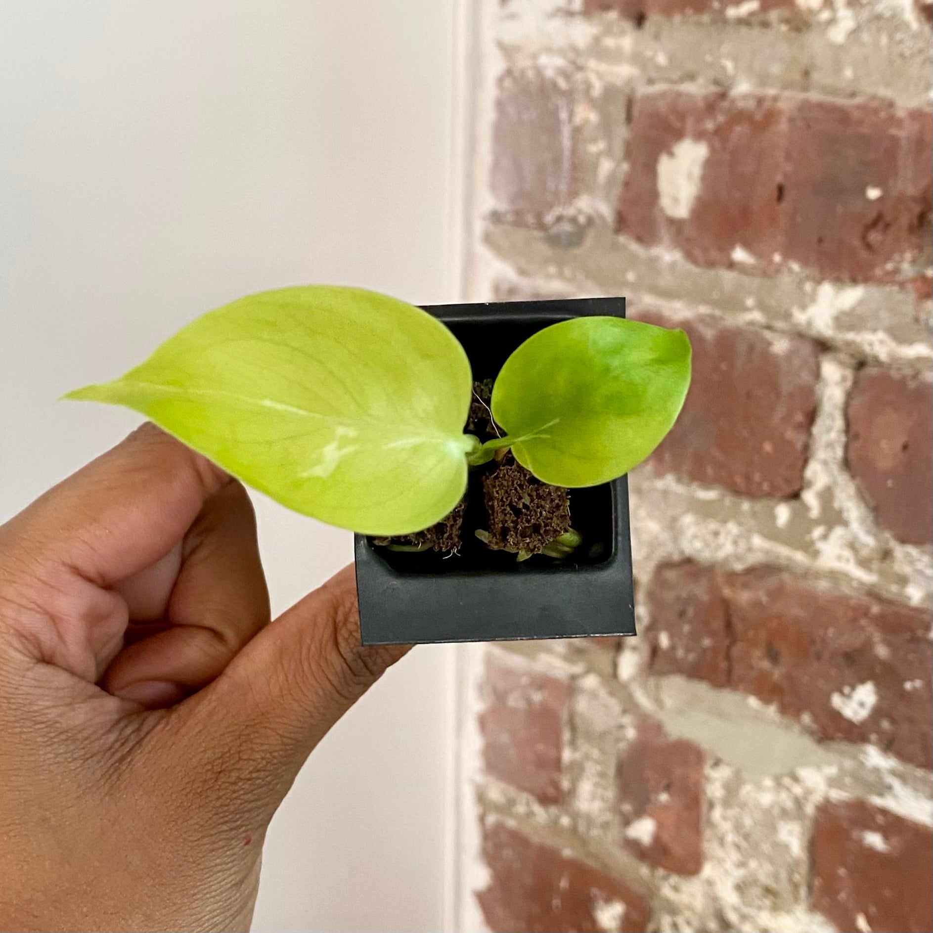 Monstera Bulbasaur 4278