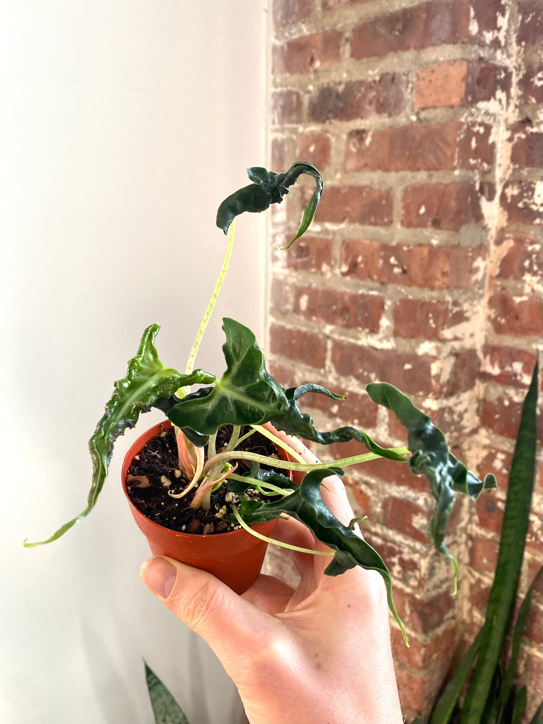 Alocasia Loco 3” Pot (Grower’s Choice)