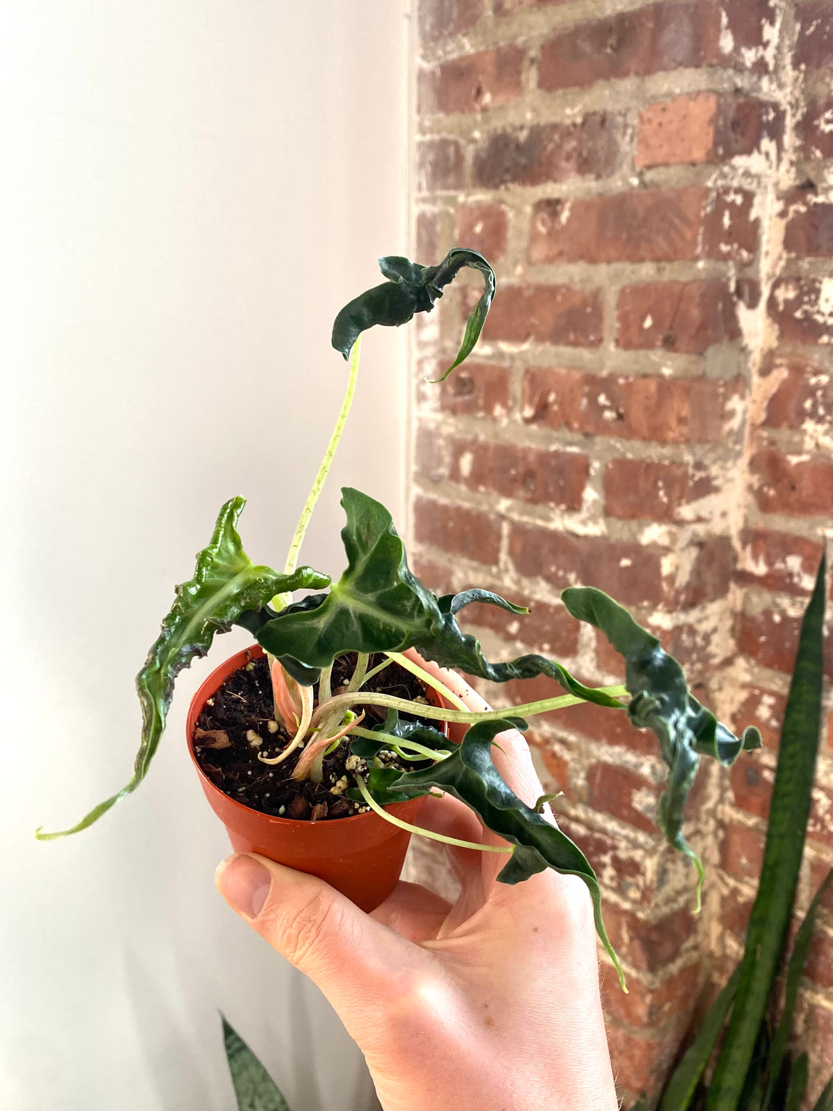 Alocasia Loco 3” Pot (Grower’s Choice)