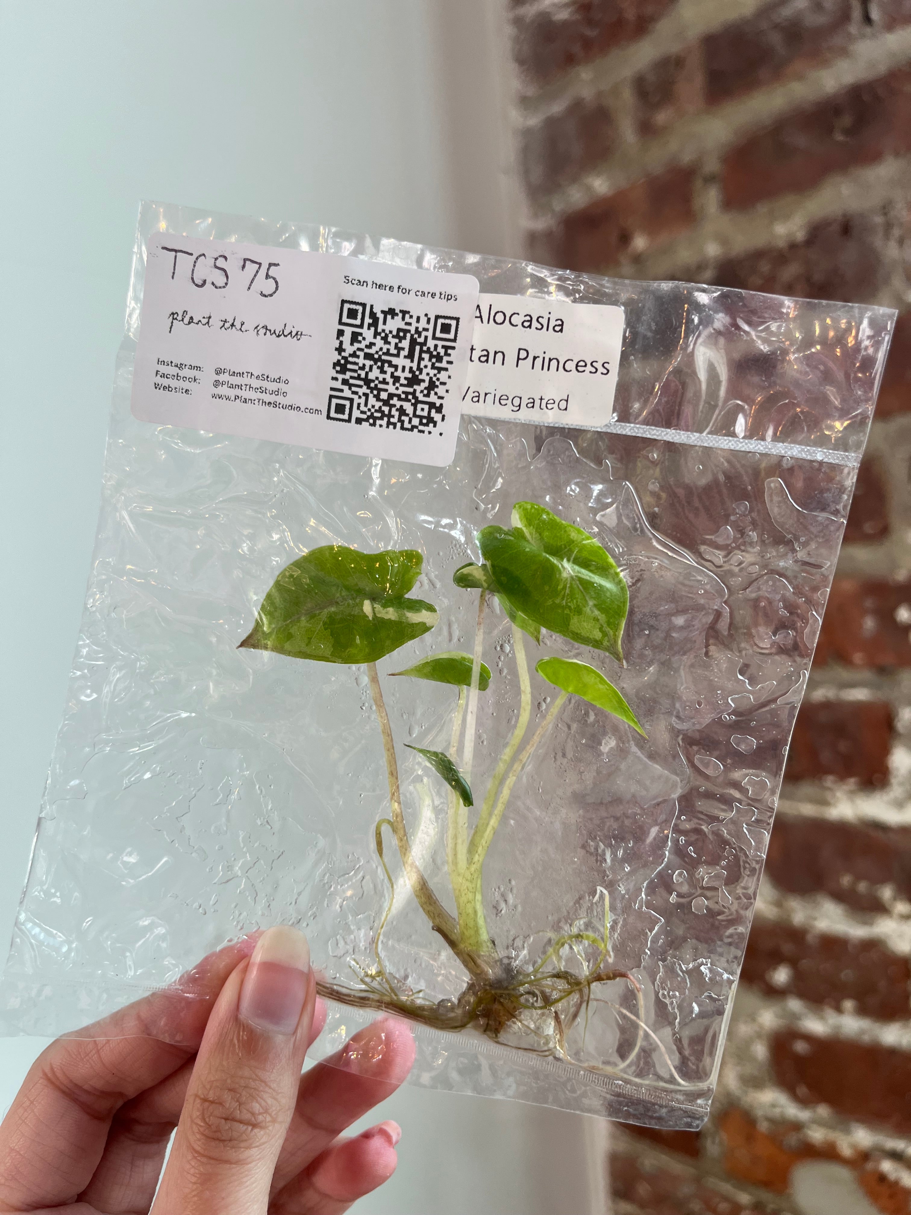 Alocasia Yucatan Princess Var. Albo TCS 75