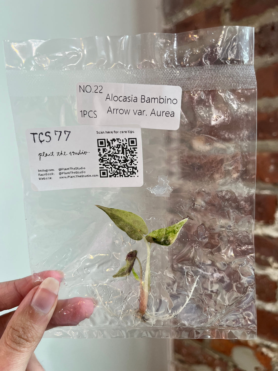 Alocasia Bambino Aurea TCS 77