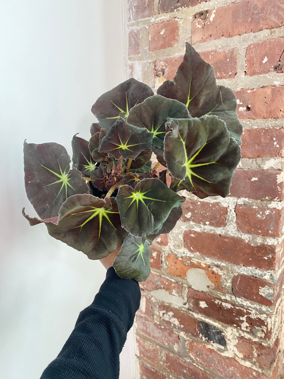 Begonia Rex ‘Stella’ 4in Potted (Grower&