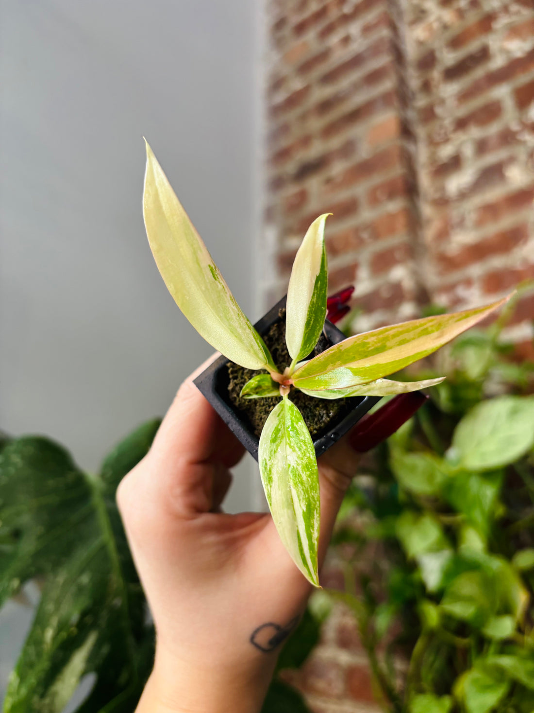 Philodendron Caramel Marble 0966