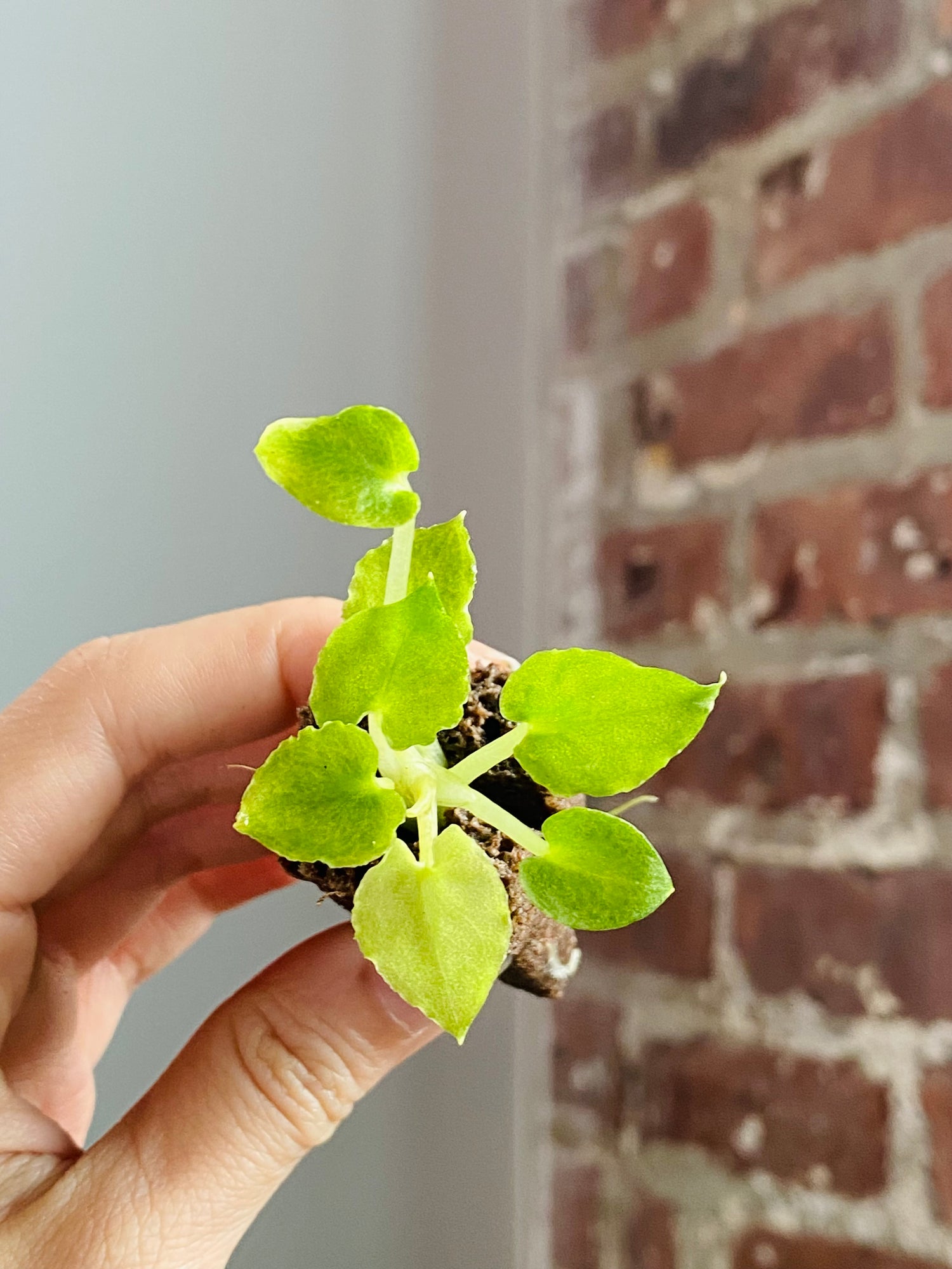 Alocasia Lautterbachiana Mint 