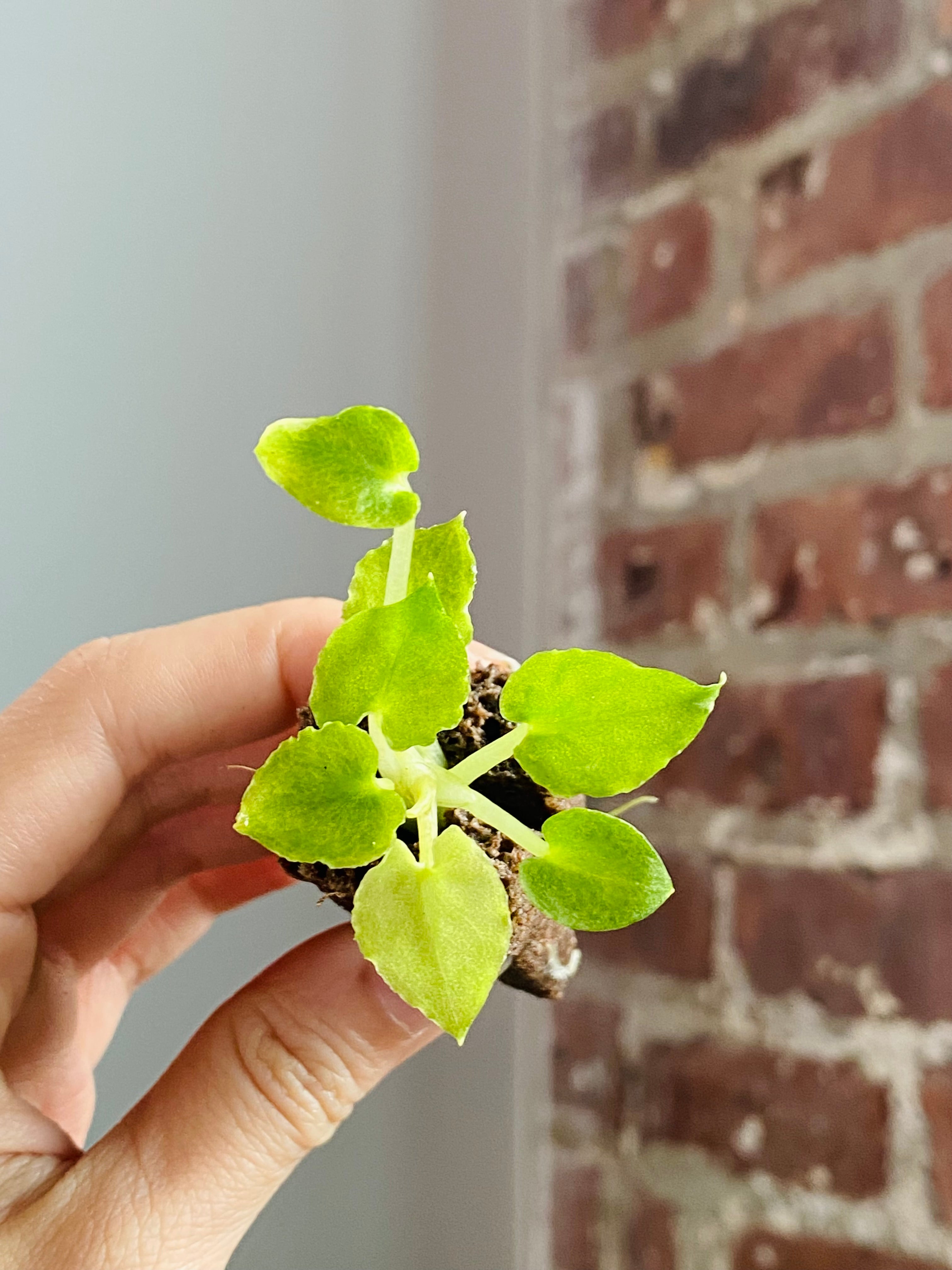 Alocasia Lautterbachiana Mint 