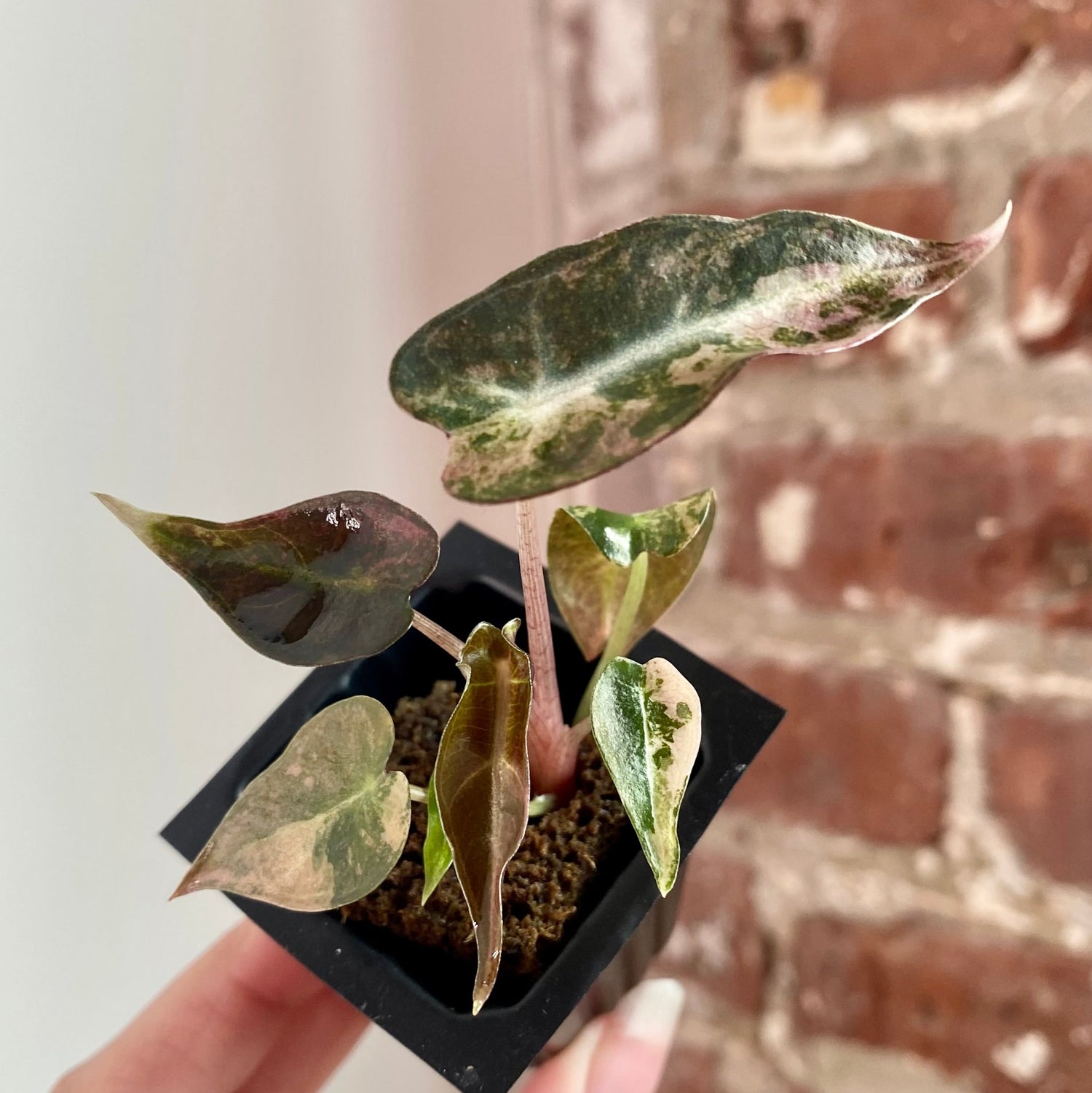 Alocasia Bambino Aurea 8936