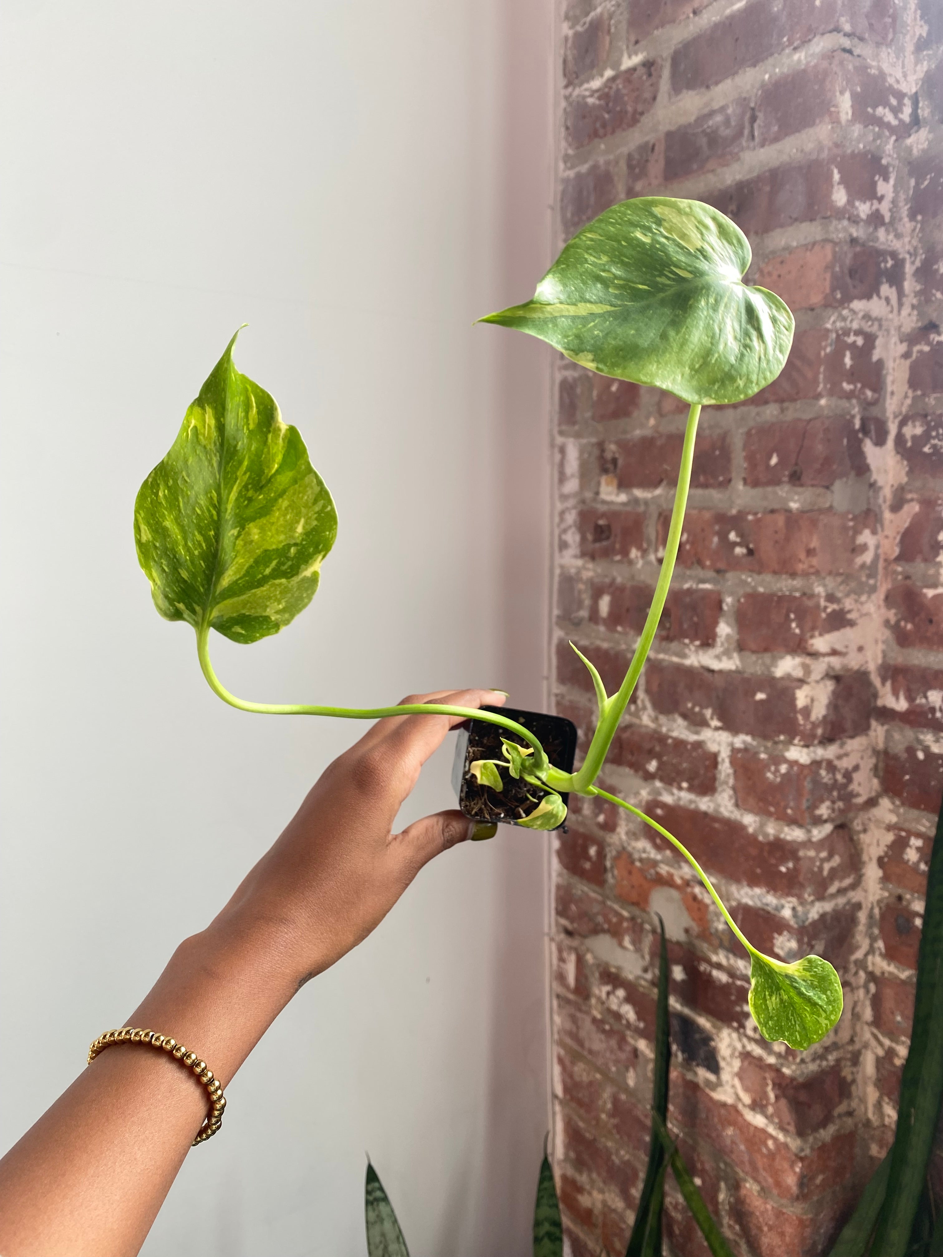 Monstera Electrolyte (Potted) 3253