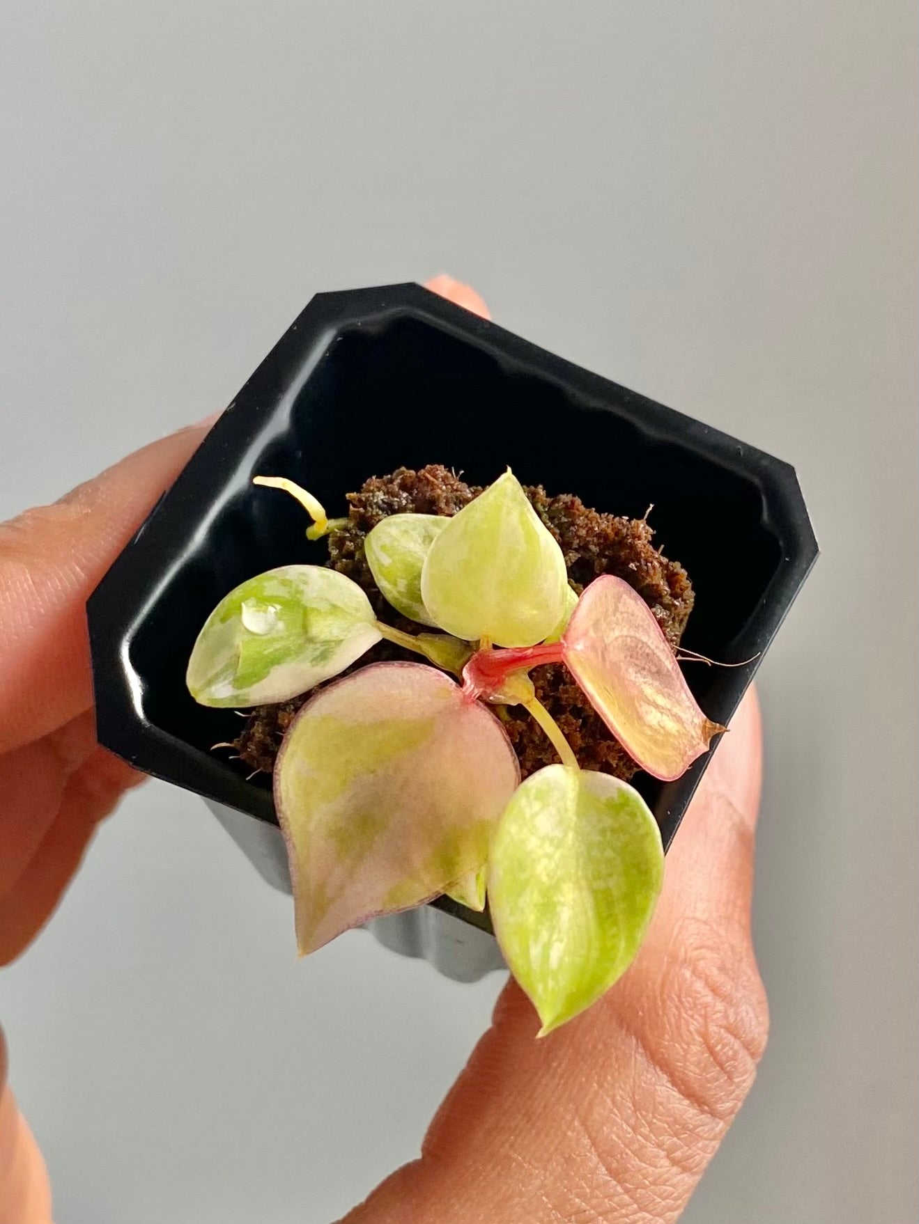 Philodendron Billietiae Var. 4581
