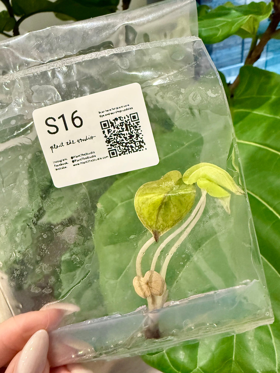 Alocasia Yucatan Princess Var. TCS16