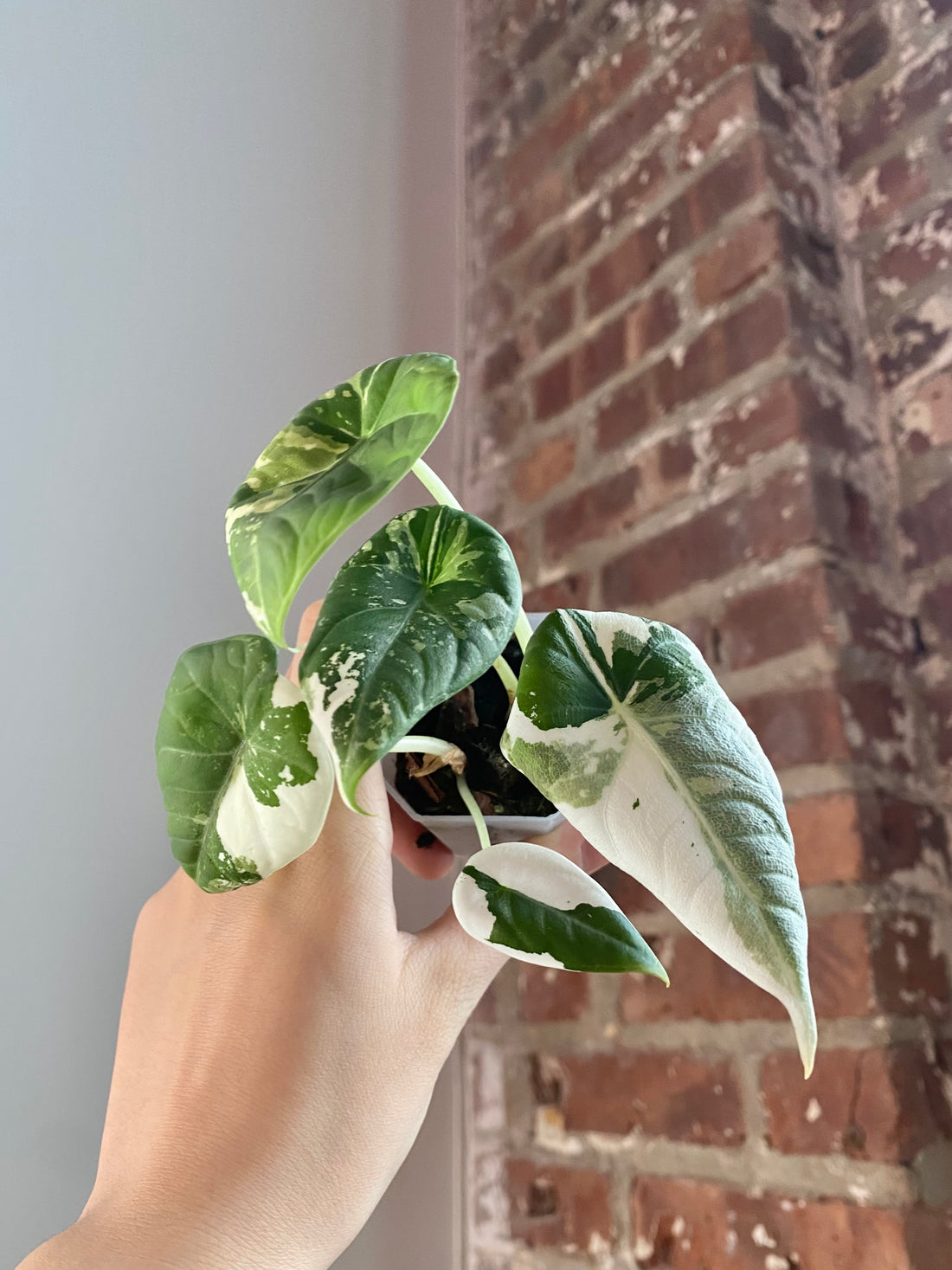 Alocasia Maharani Albo (Potted) 3161